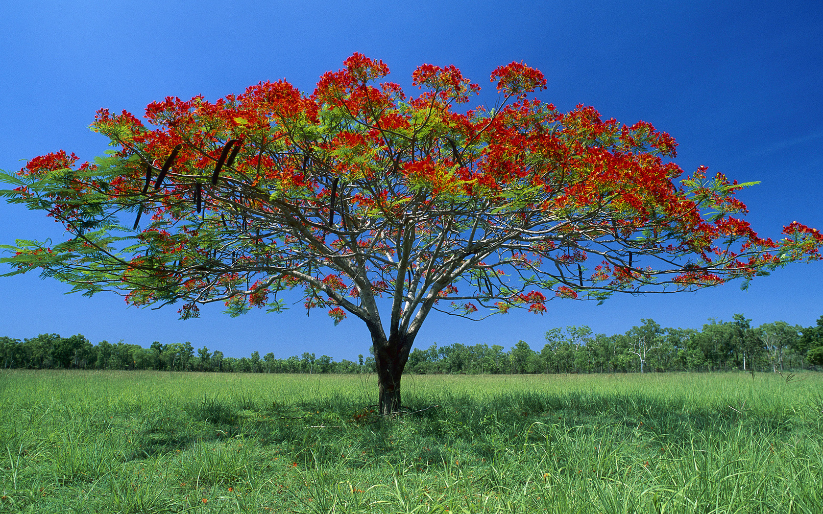 Free download wallpaper Landscape, Tree, Earth on your PC desktop