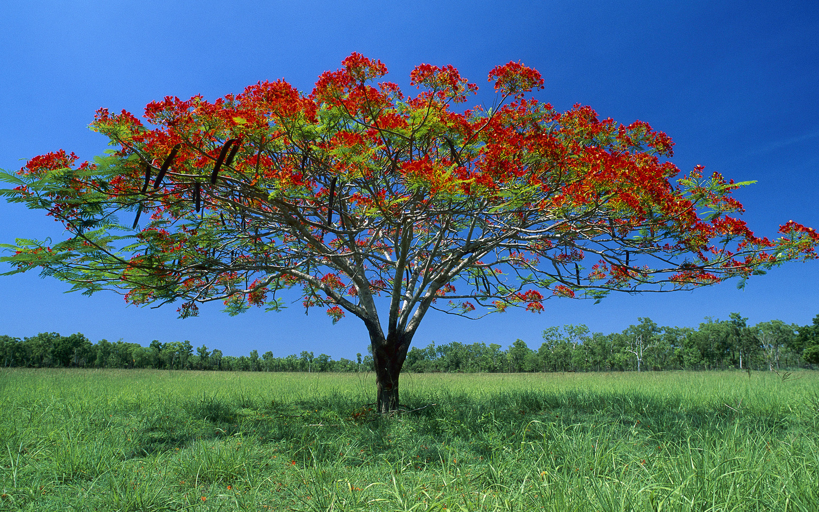 Handy-Wallpaper Landschaft, Baum, Erde/natur kostenlos herunterladen.