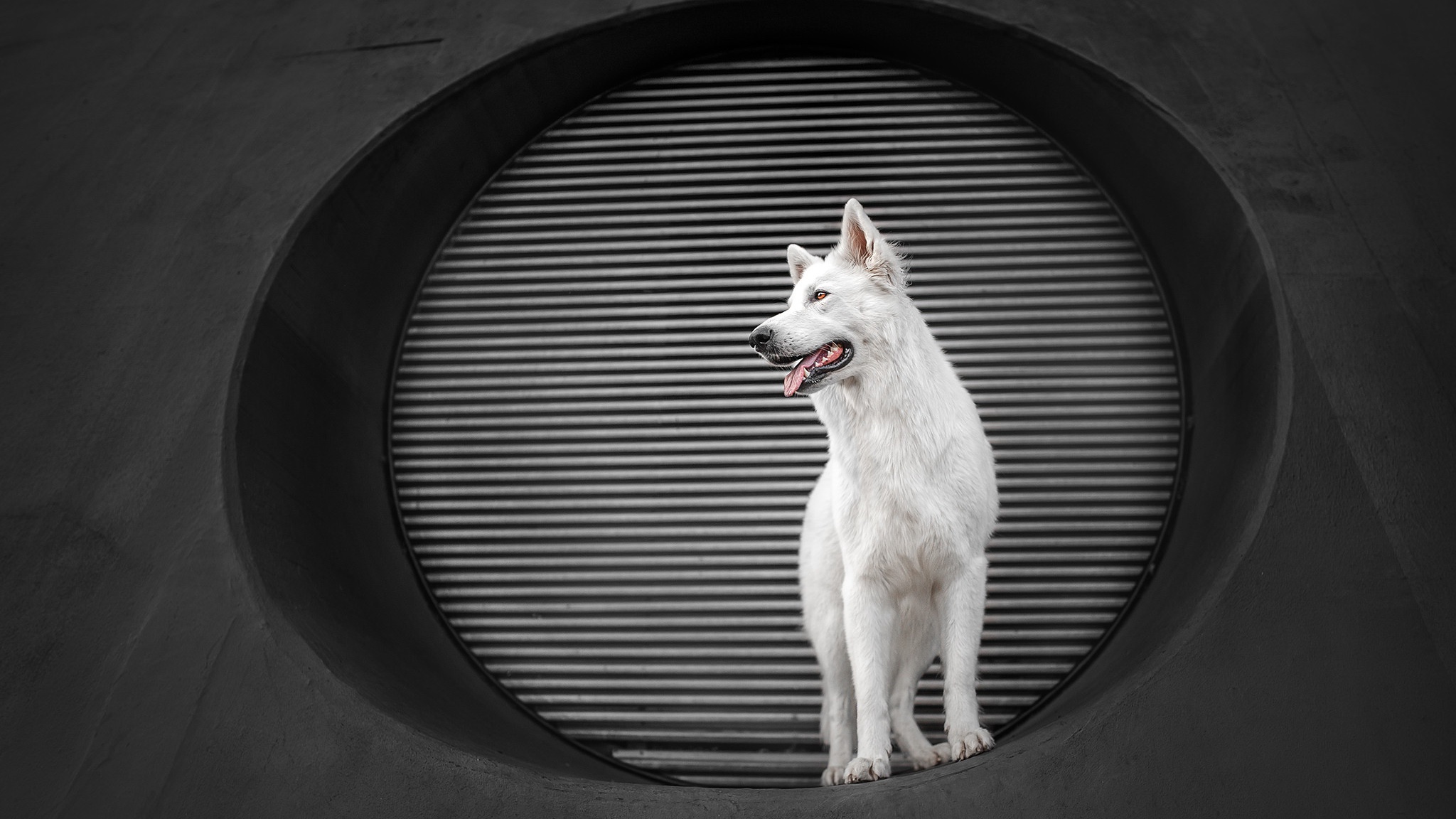 Téléchargez gratuitement l'image Animaux, Chiens, Chien sur le bureau de votre PC