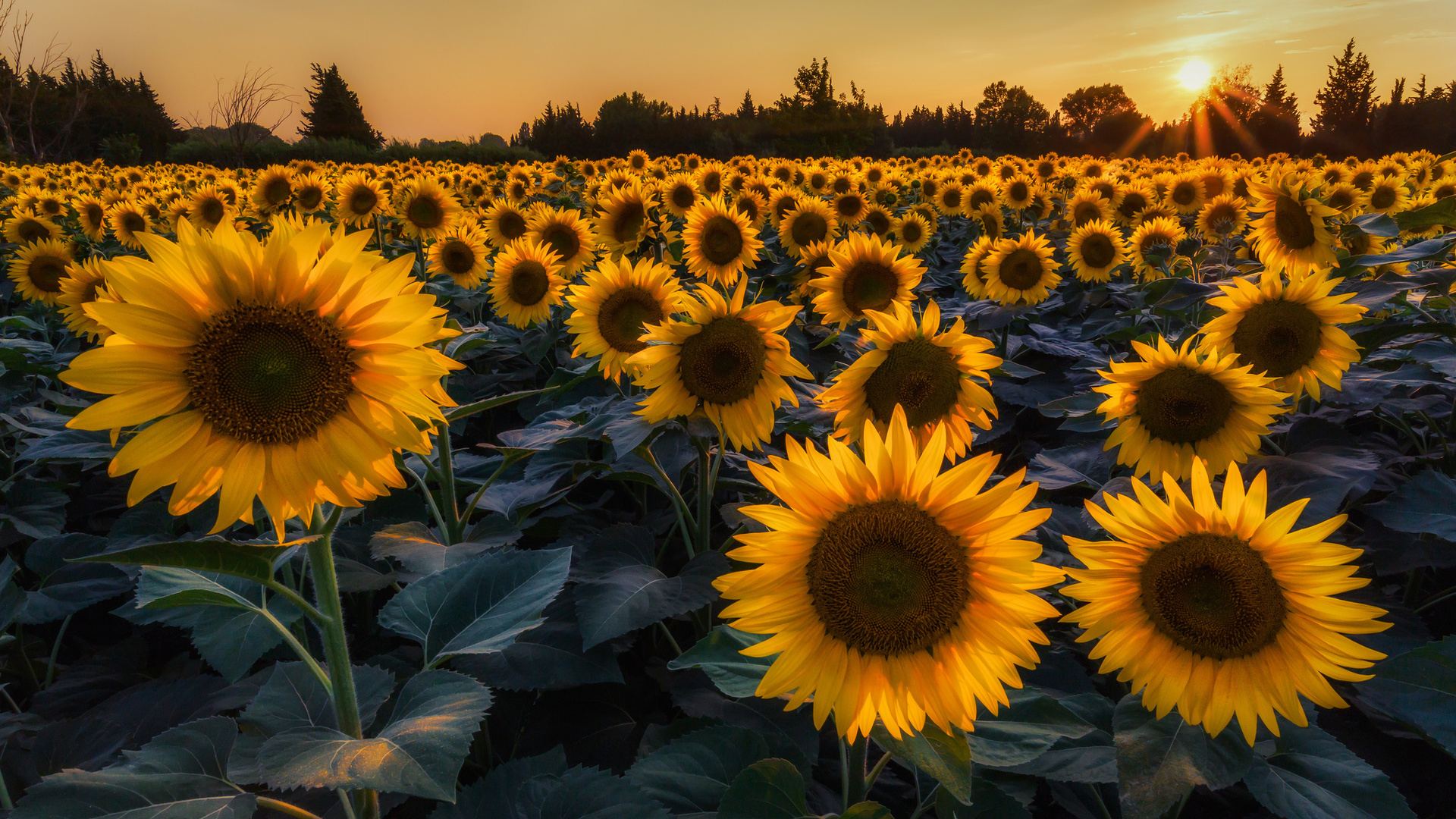 Téléchargez des papiers peints mobile Fleurs, Tournesol, Terre/nature gratuitement.