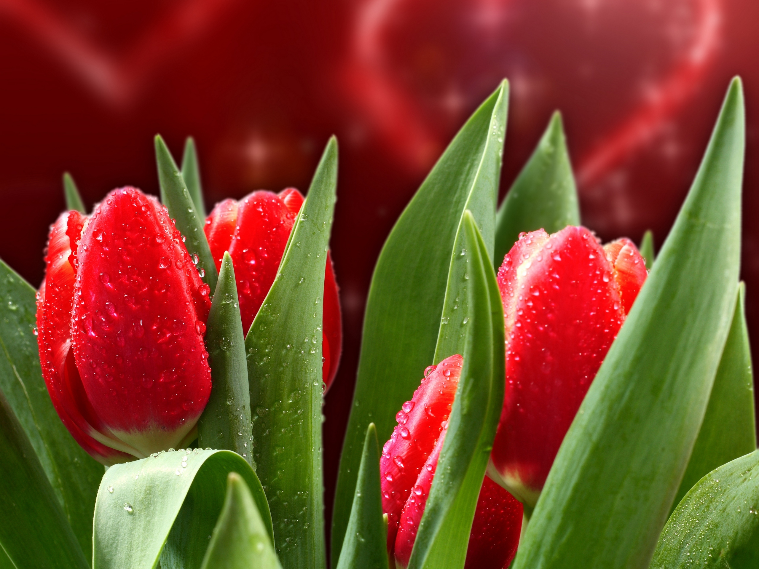 PCデスクトップに自然, フラワーズ, チューリップ, 花, 地球, 赤い花画像を無料でダウンロード