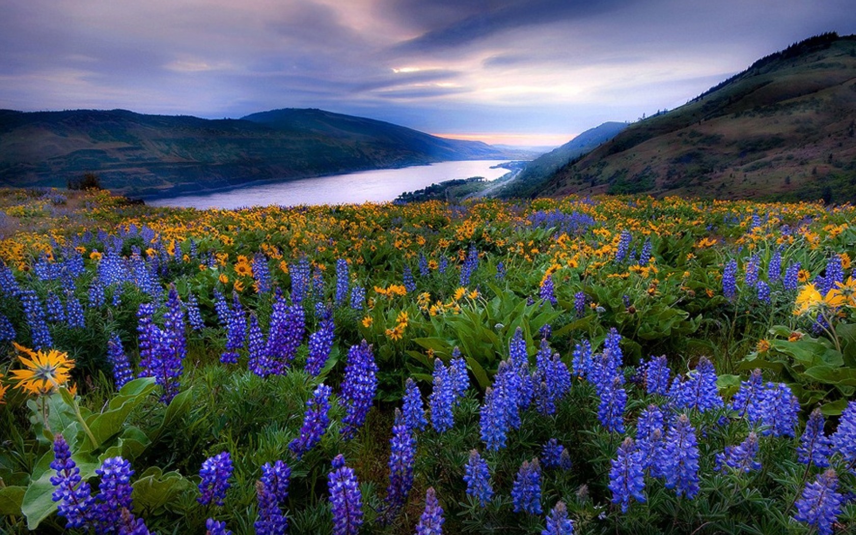 Laden Sie das Flüsse, Blumen, Landschaft-Bild kostenlos auf Ihren PC-Desktop herunter