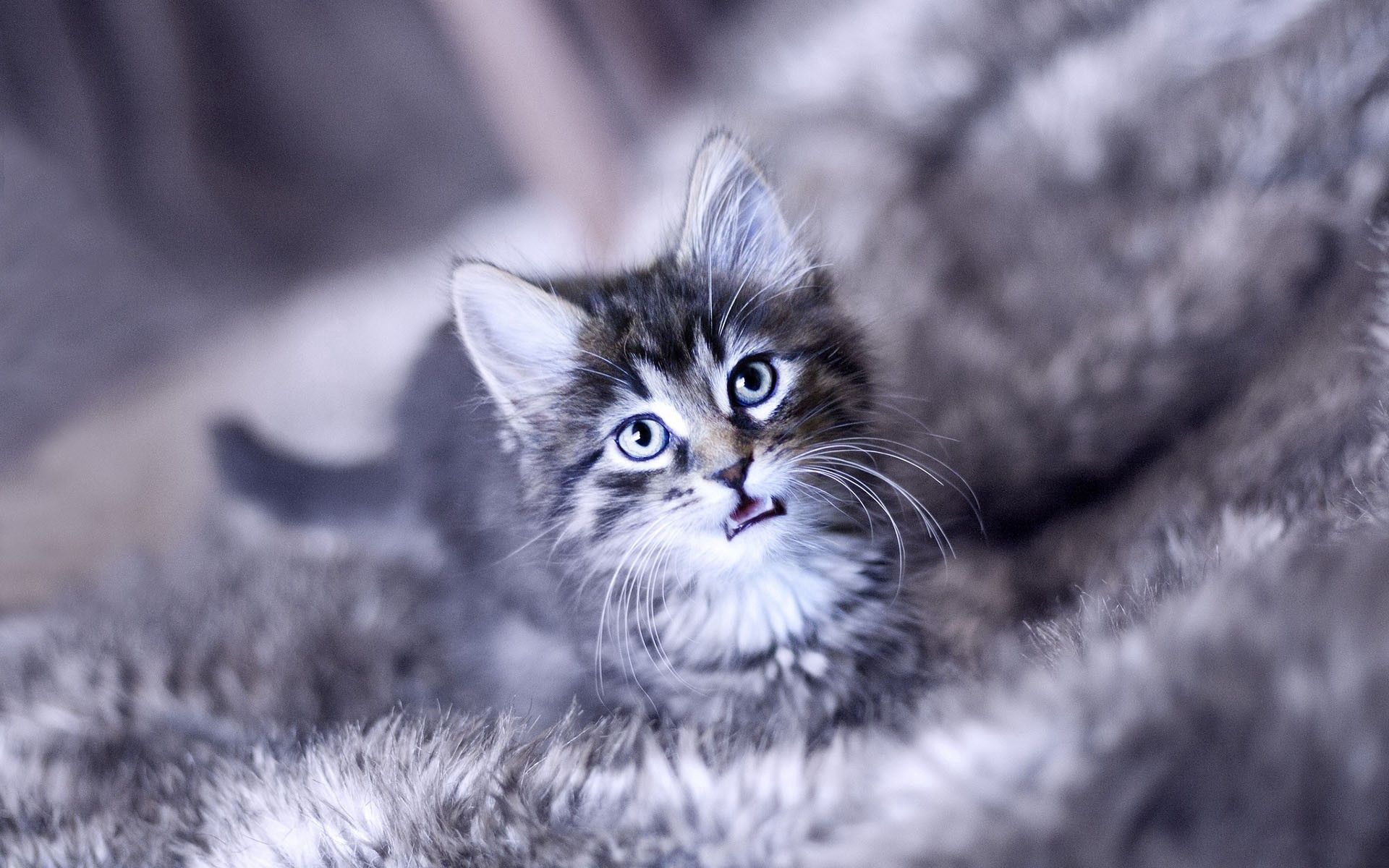 kitten, animals, cat, fluffy, kitty, muzzle, scream, cry HD wallpaper