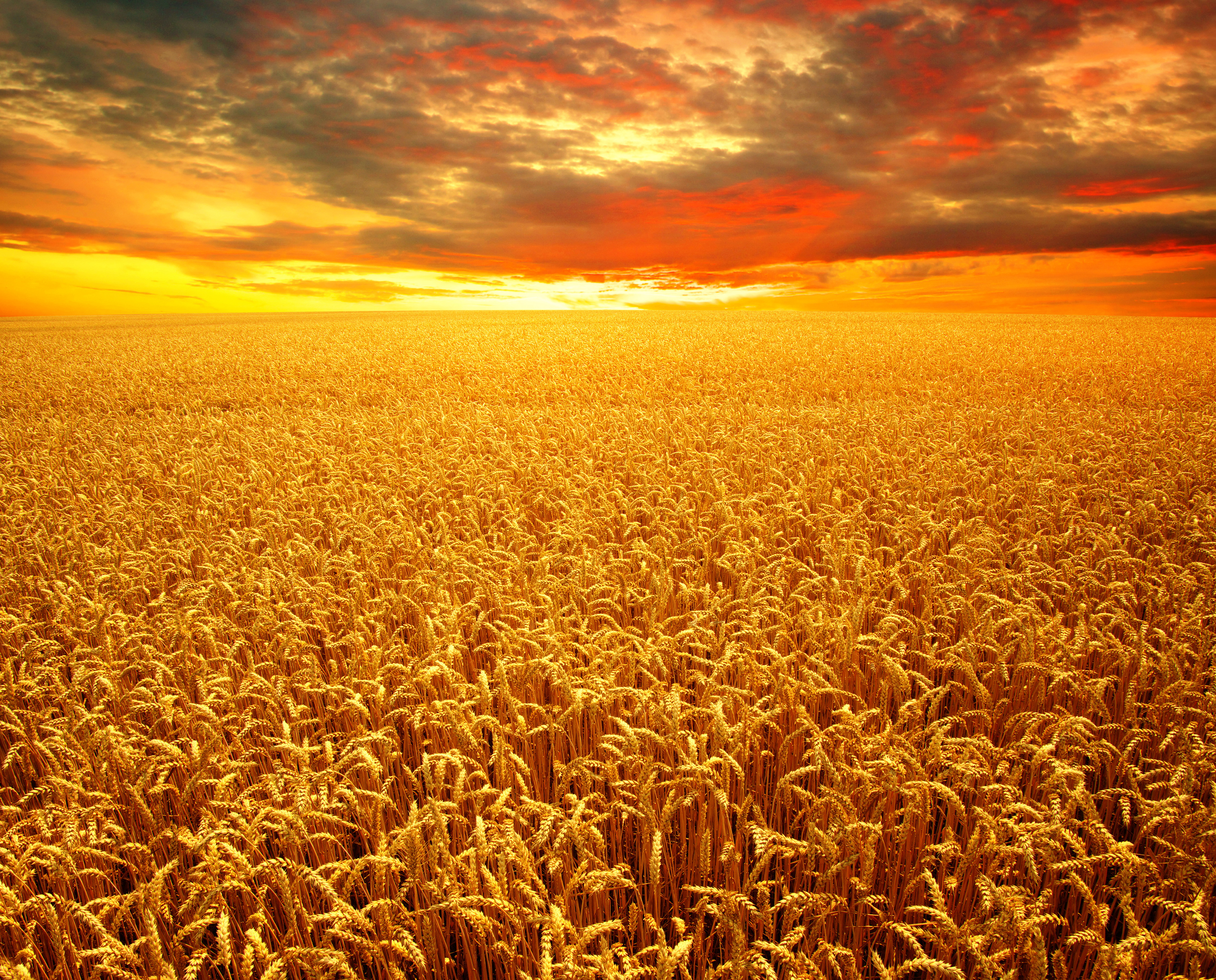 Download mobile wallpaper Nature, Summer, Wheat, Horizon, Earth, Field, Golden, Cloud for free.