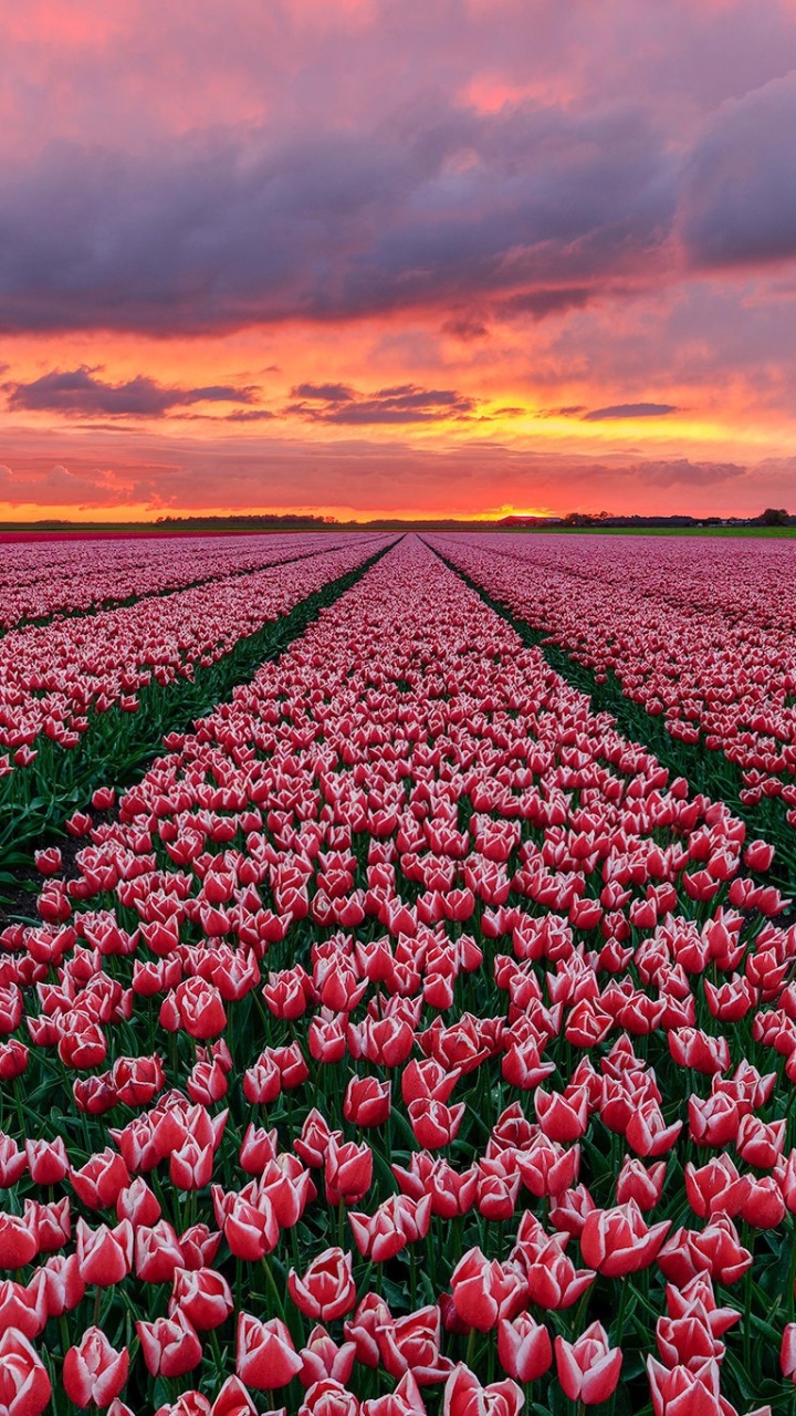 Handy-Wallpaper Natur, Blumen, Feld, Tulpe, Niederlande, Sonnenuntergang, Erde/natur, Pinke Blume, Aufstellen kostenlos herunterladen.