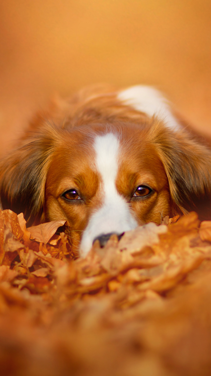 Download mobile wallpaper Dogs, Dog, Leaf, Fall, Animal, Cute for free.