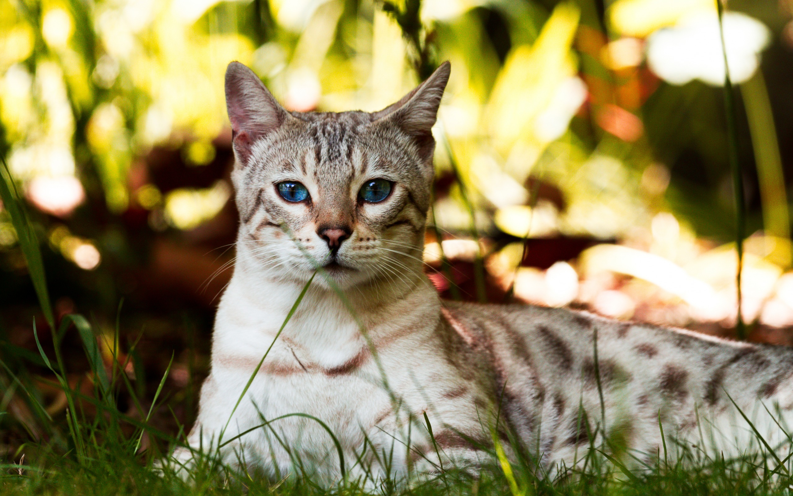 Handy-Wallpaper Tiere, Katzen, Katze, Bokeh, Starren kostenlos herunterladen.