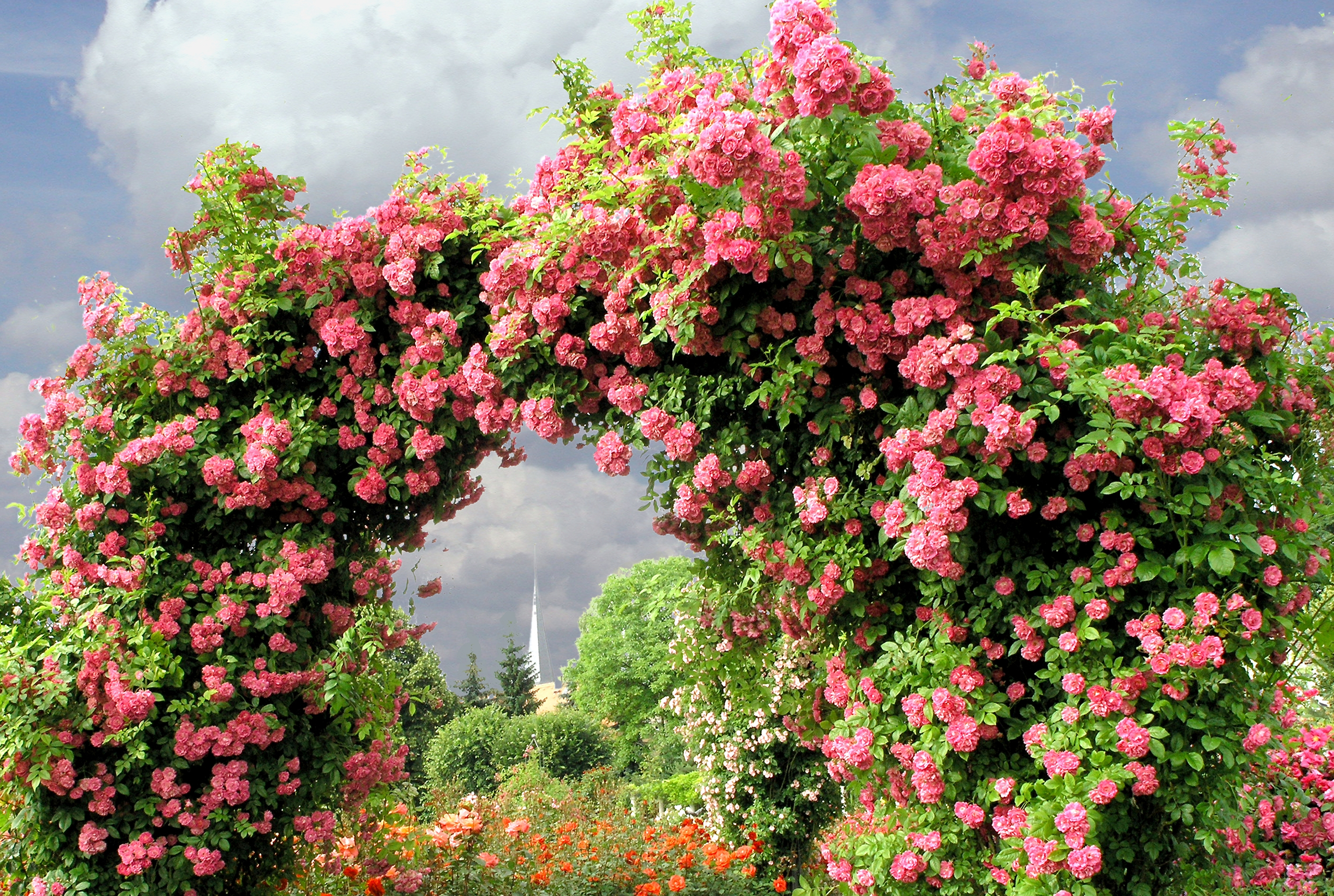 rose bush, garden, man made, arch, pink rose, pink, rose