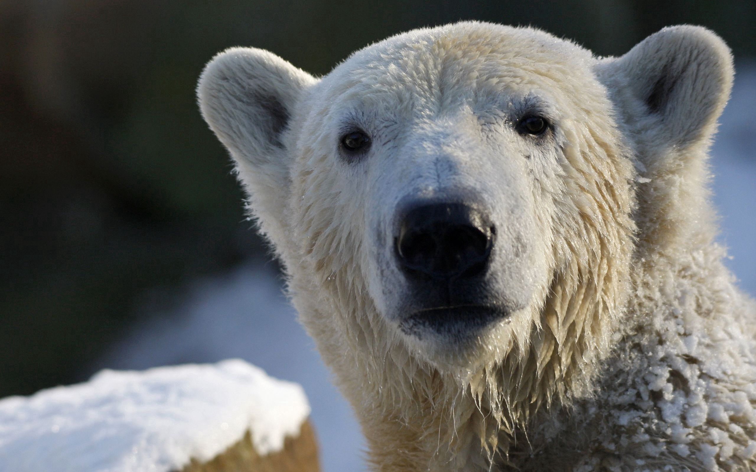 Download mobile wallpaper Muzzle, Snow, Animals, Wet, Polar Bear, Bear for free.