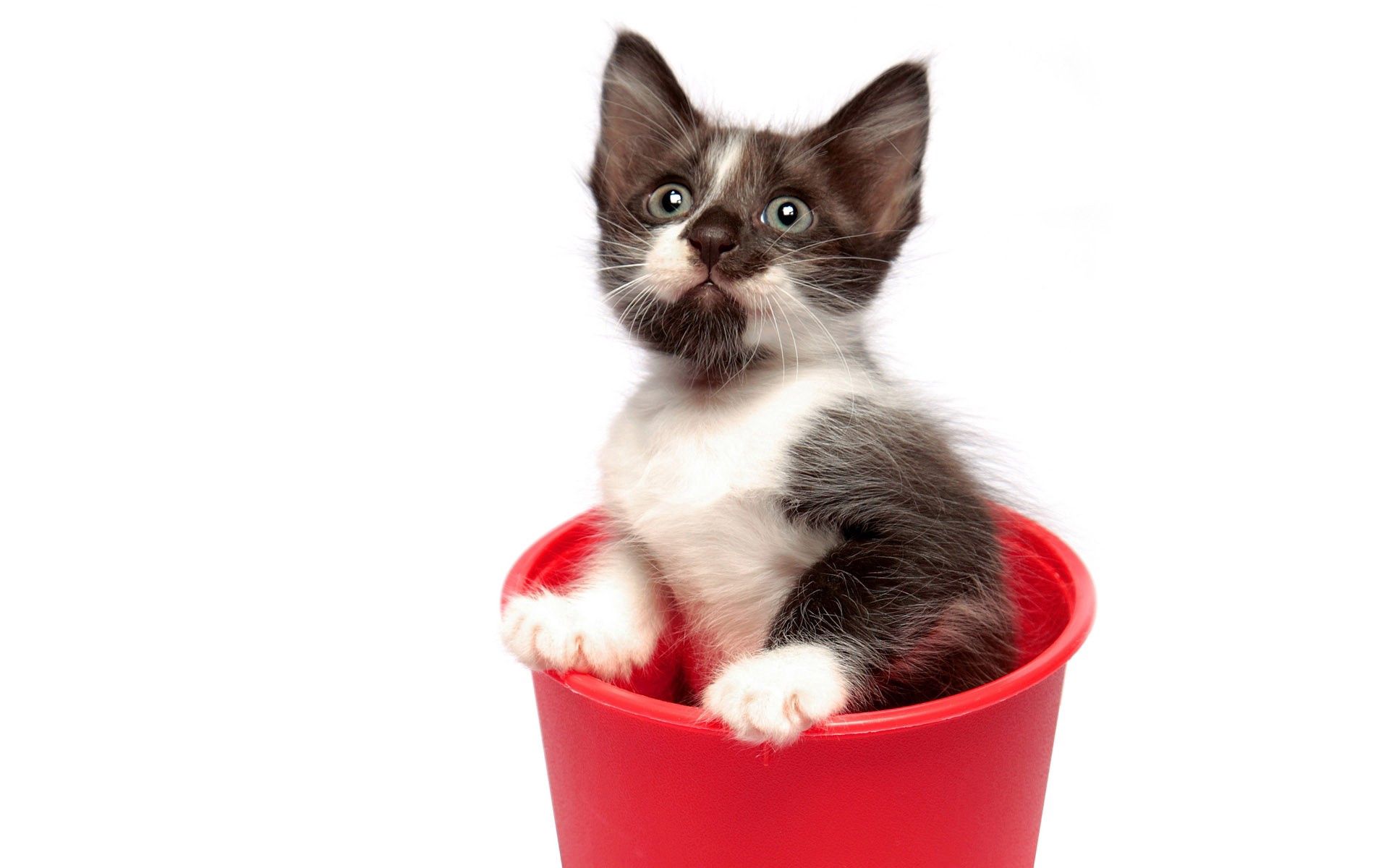 kitty, animals, kitten, spotted, spotty, playful, curiosity, bucket