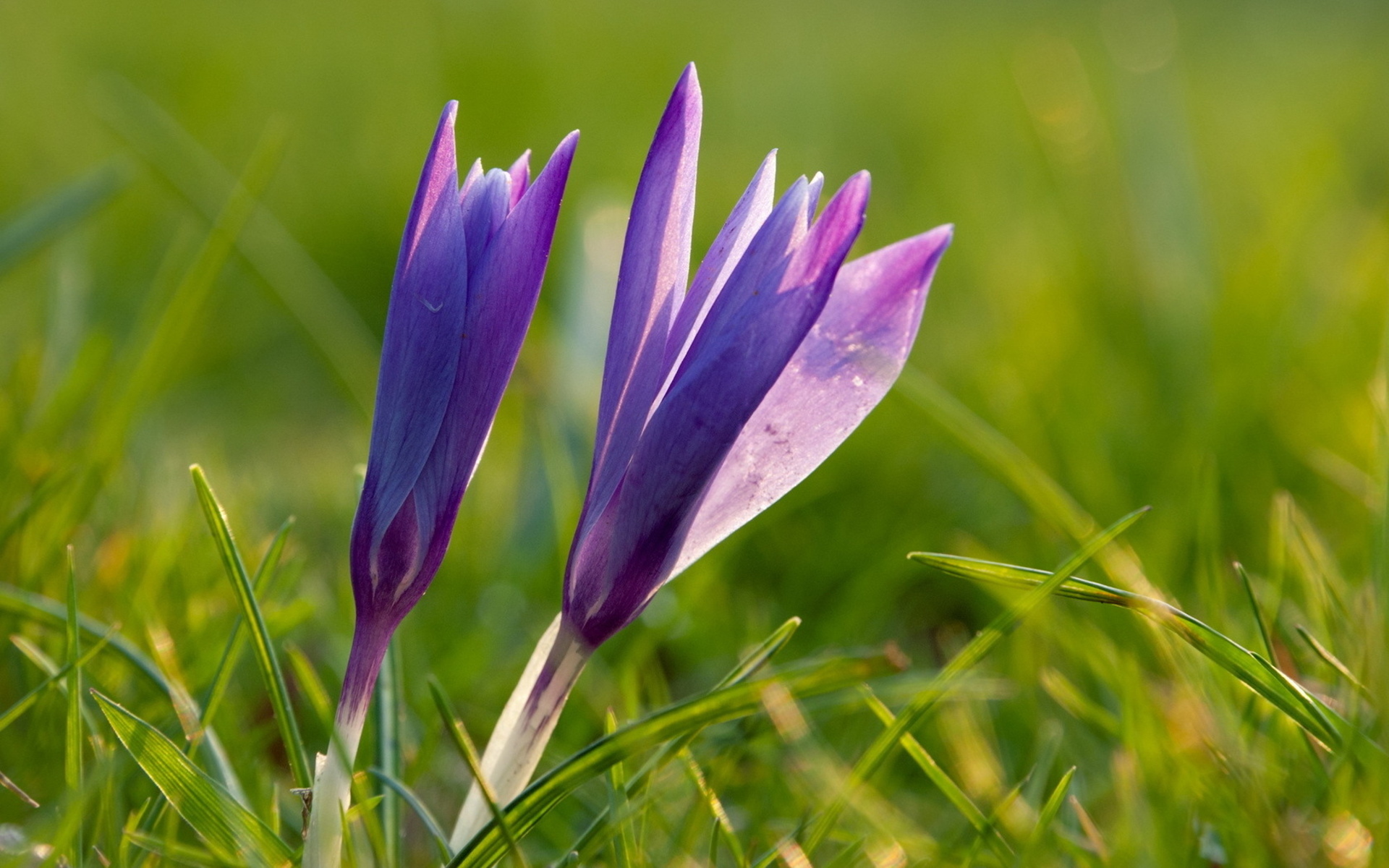 Скачать картинку Крокус, Фиолетовый Цветок, Флауэрсы, Цветок, Земля/природа в телефон бесплатно.