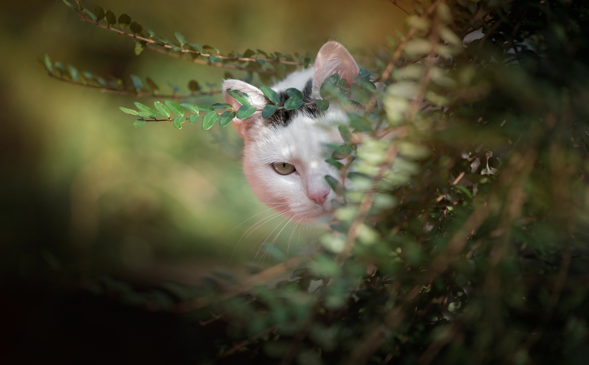 Baixar papel de parede para celular de Animais, Gatos, Gato, Olhar Fixamente gratuito.