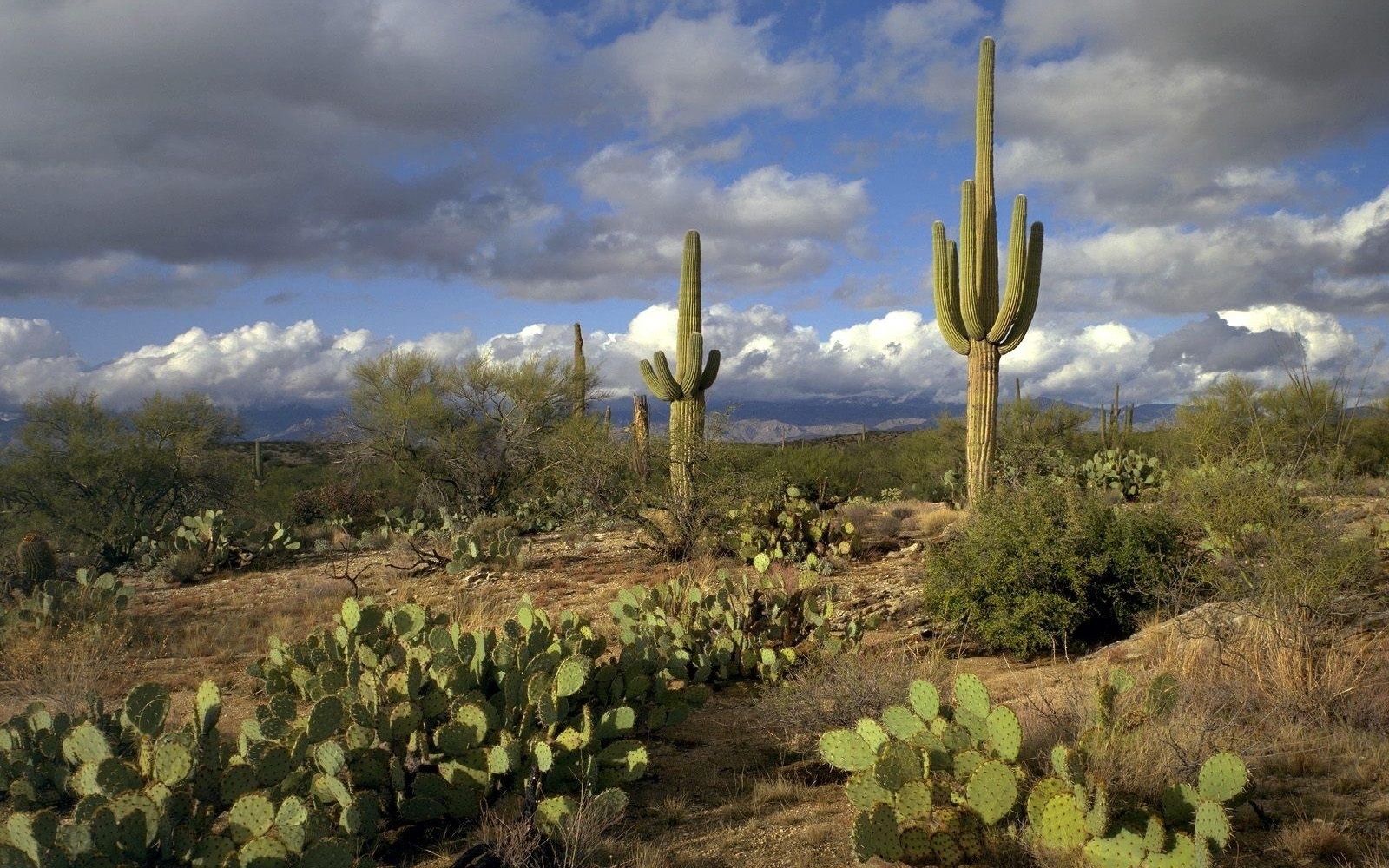 Download mobile wallpaper Nature, Earth, Cactus, Cloud for free.