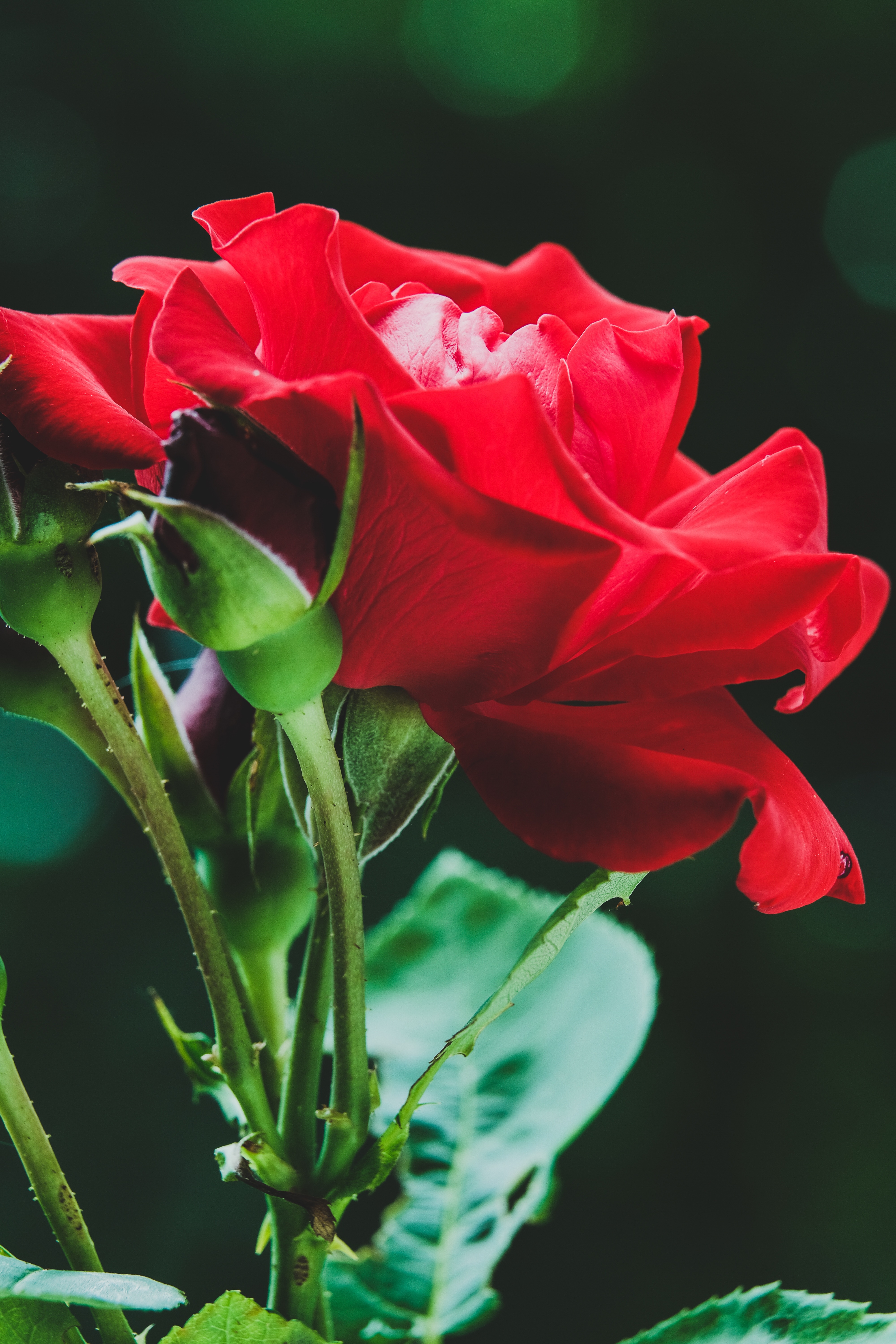 Laden Sie das Makro, Rose, Knospen, Blume-Bild kostenlos auf Ihren PC-Desktop herunter