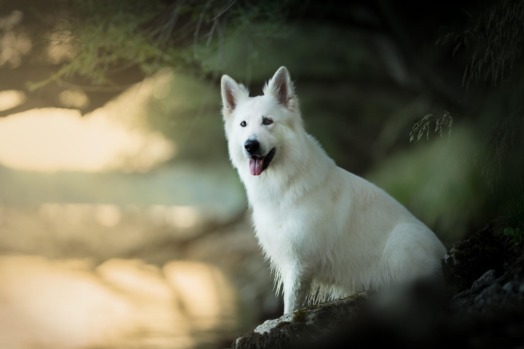 421642 Hintergrundbild herunterladen tiere, weißer schäferhund, tiefenschärfe, hund, hunde - Bildschirmschoner und Bilder kostenlos