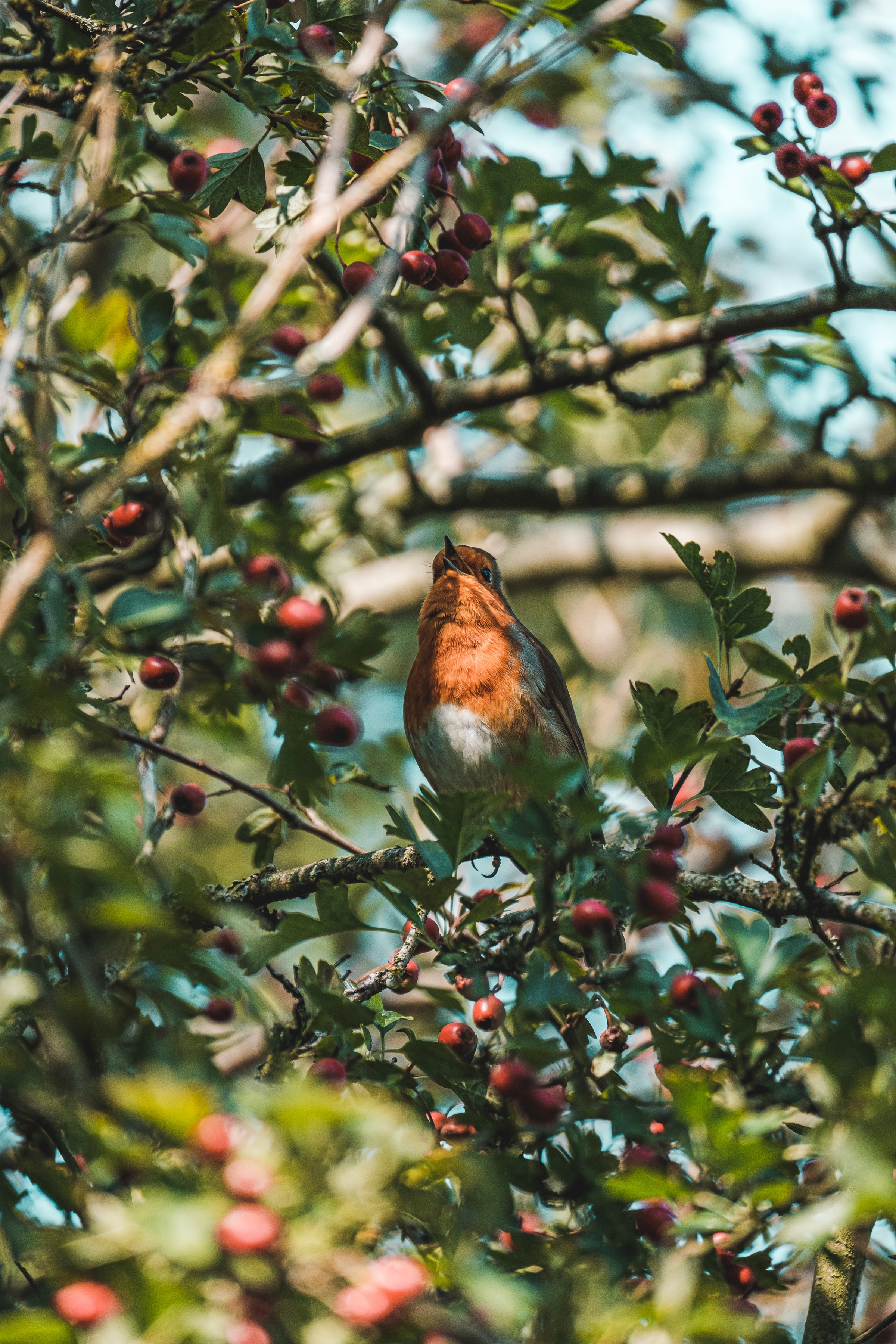 Download background bird, animals, berries, branches