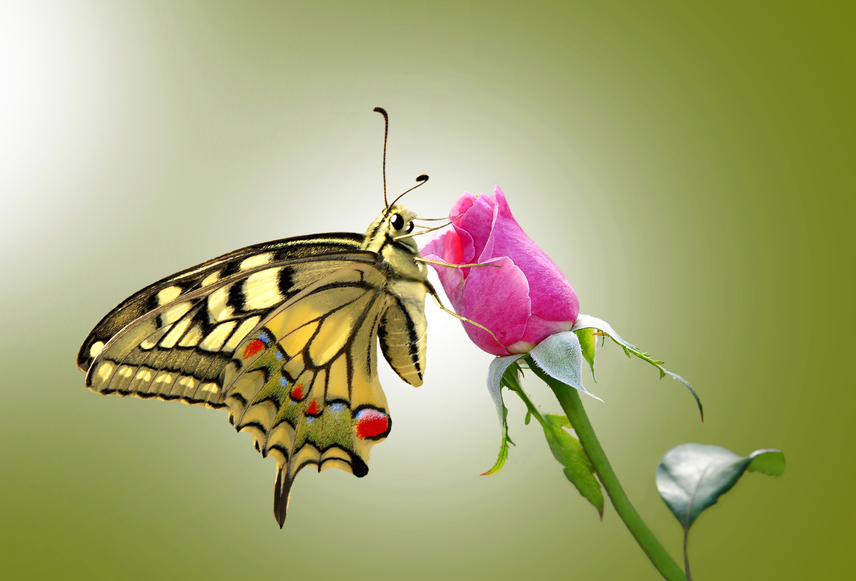 butterfly, insects, insect, flower, animal, swallowtail butterfly, nature