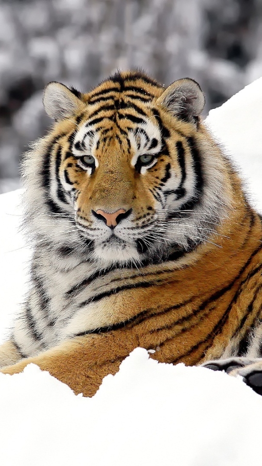 Baixar papel de parede para celular de Animais, Gatos, Tigre gratuito.