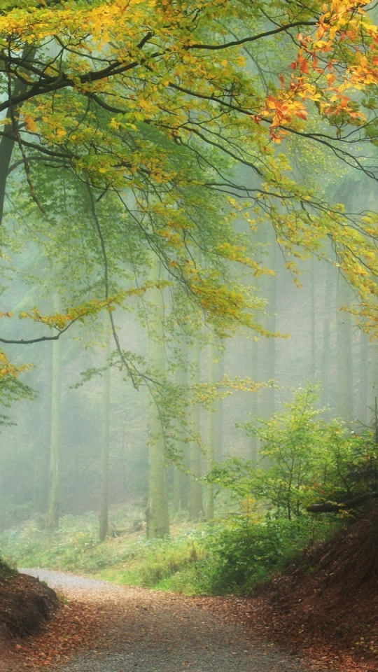 Descarga gratuita de fondo de pantalla para móvil de Niebla, Tierra/naturaleza.