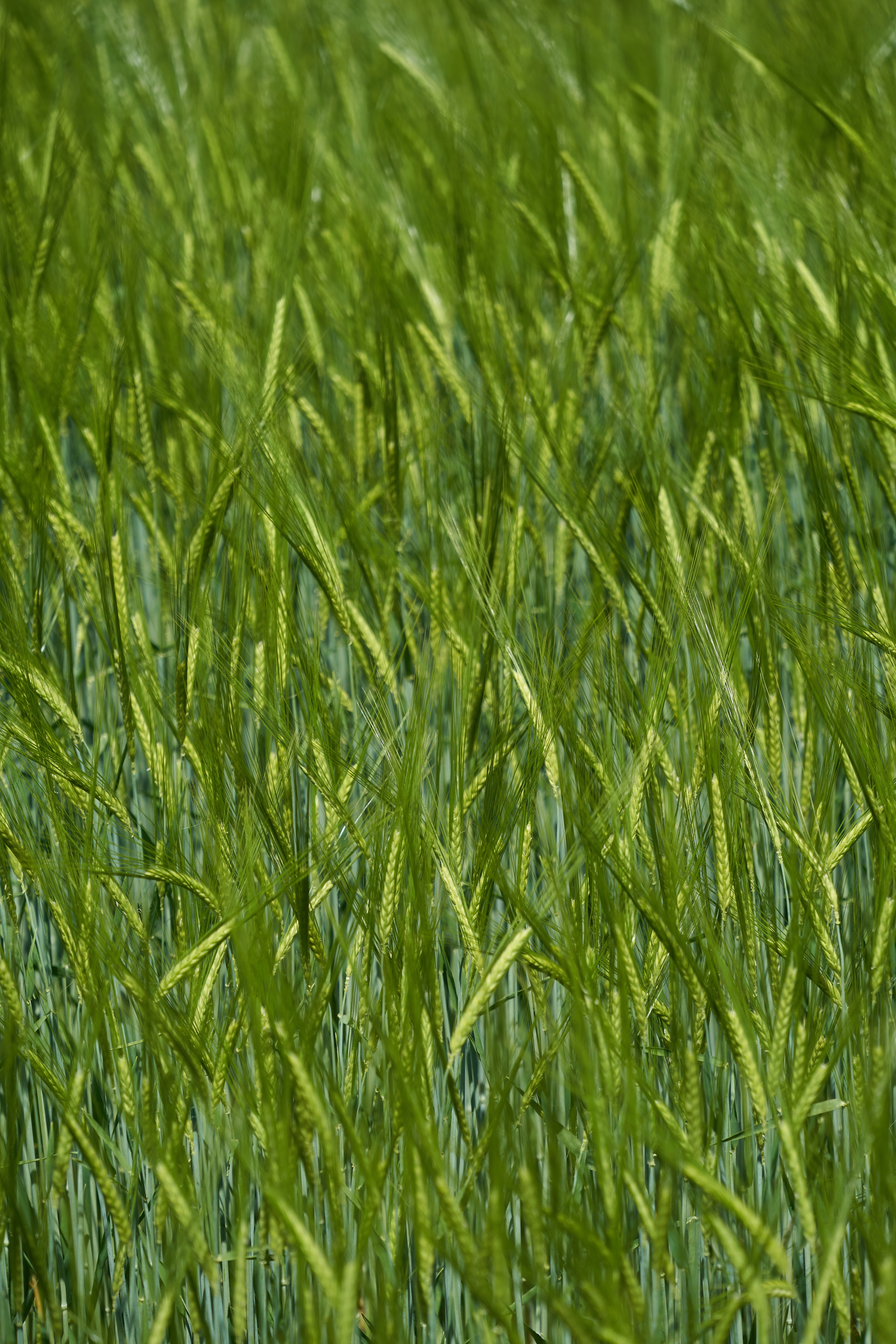 Download mobile wallpaper Ears, Grass, Spikes, Field, Smooth, Nature, Blur for free.