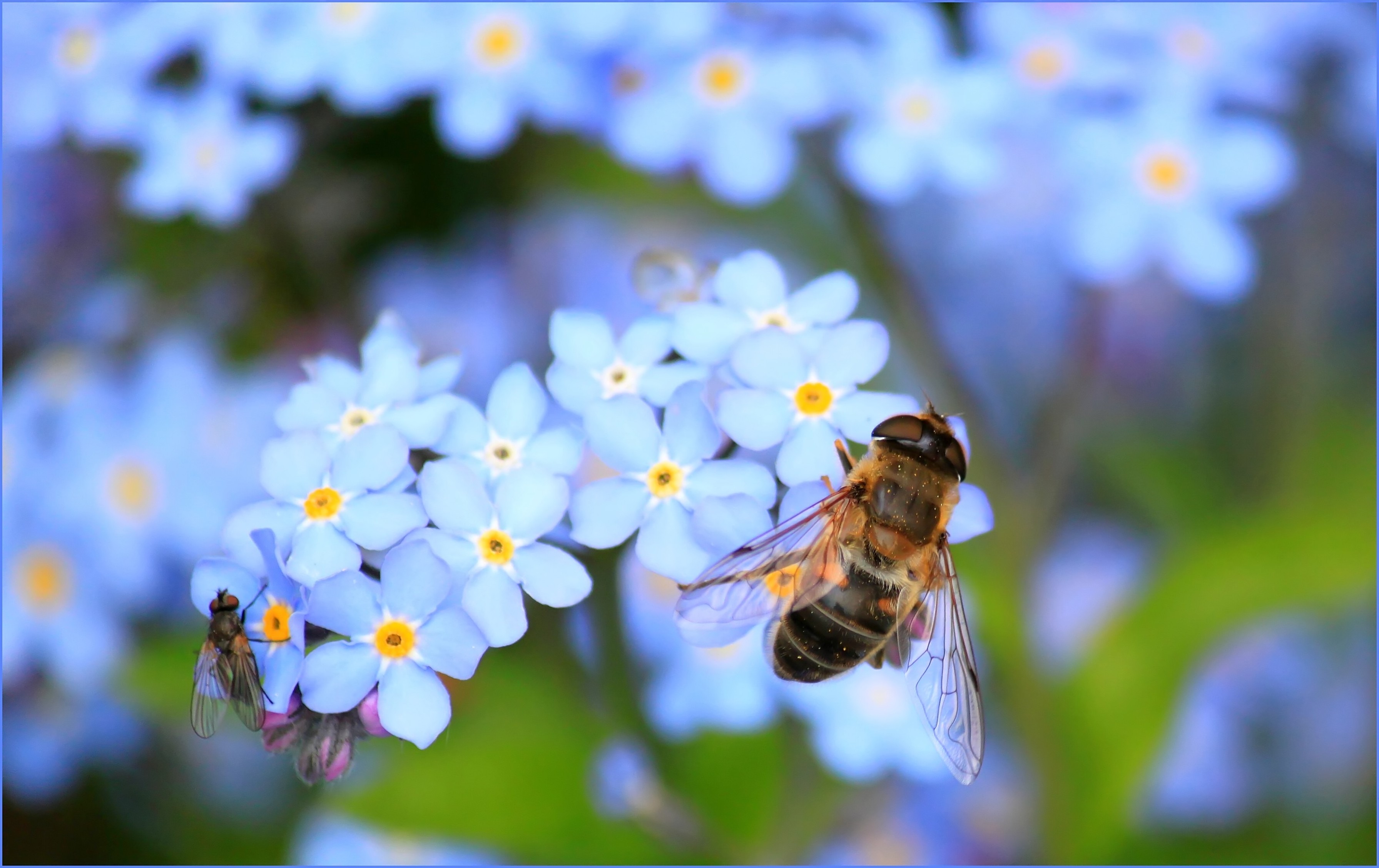 105051 baixar papel de parede flores, macro, inseto, abelha, polinização - protetores de tela e imagens gratuitamente