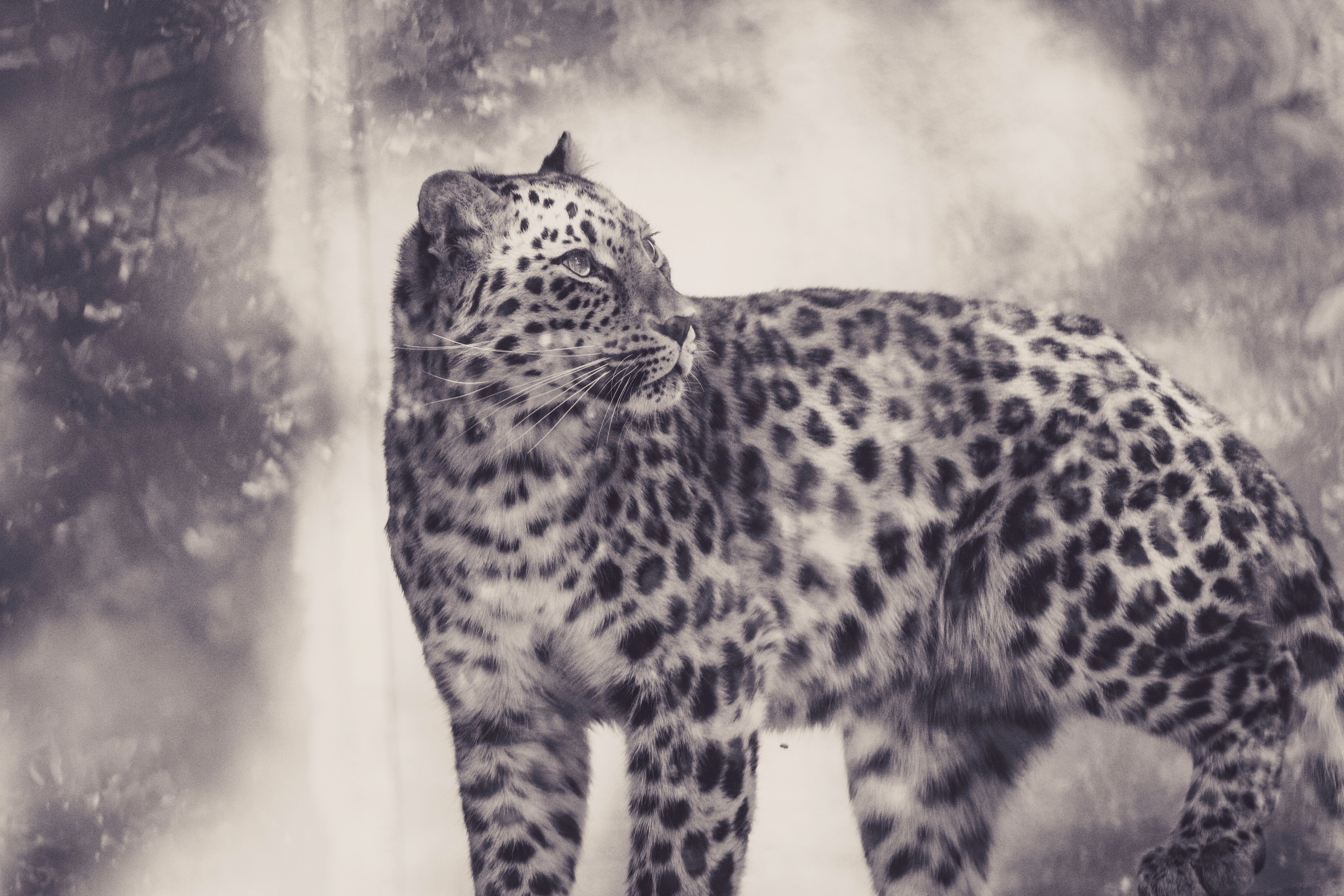 Descarga gratuita de fondo de pantalla para móvil de Leopardo, Gato Grande, Bw, Depredador, Chb, Animales.