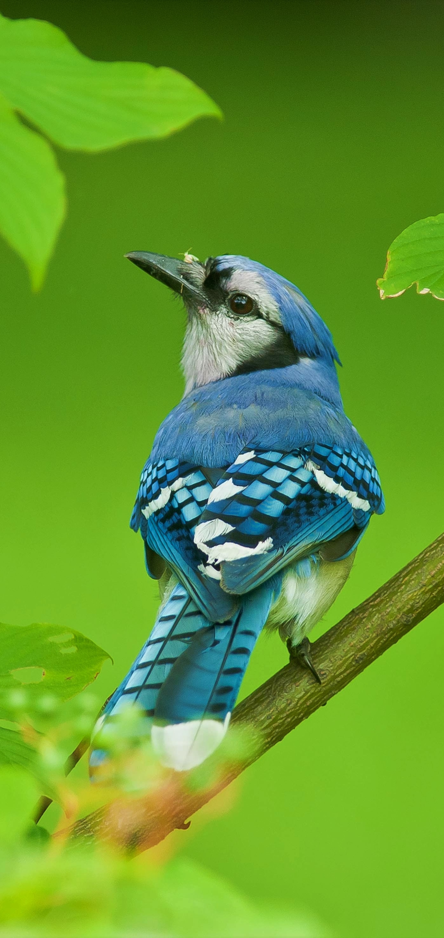 無料モバイル壁紙動物, 鳥, 葉, ブランチ, アオカケスをダウンロードします。