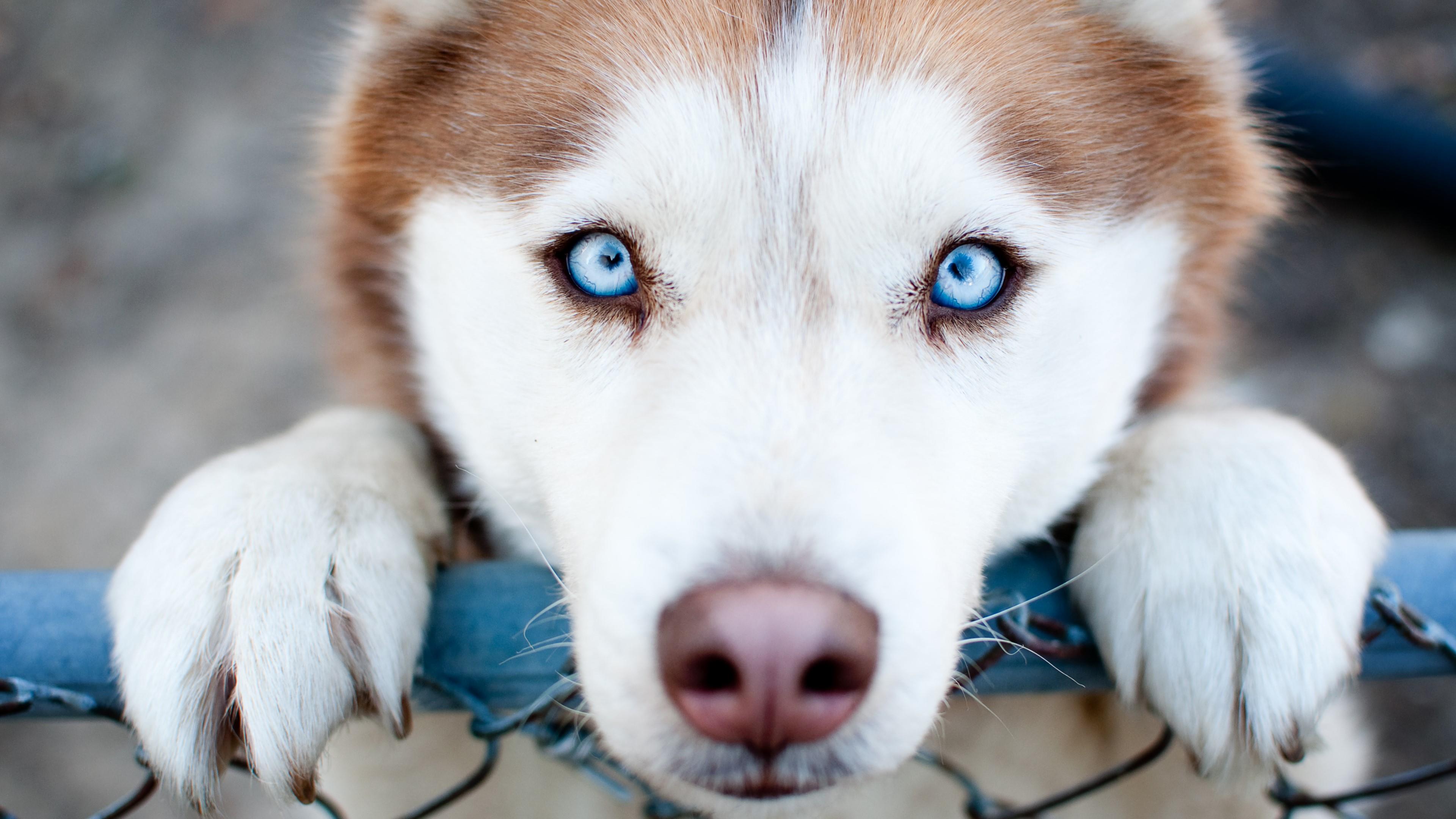 Handy-Wallpaper Tiere, Hunde, Hund, Süß, Welpen, Blaue Augen, Schlittenhund kostenlos herunterladen.