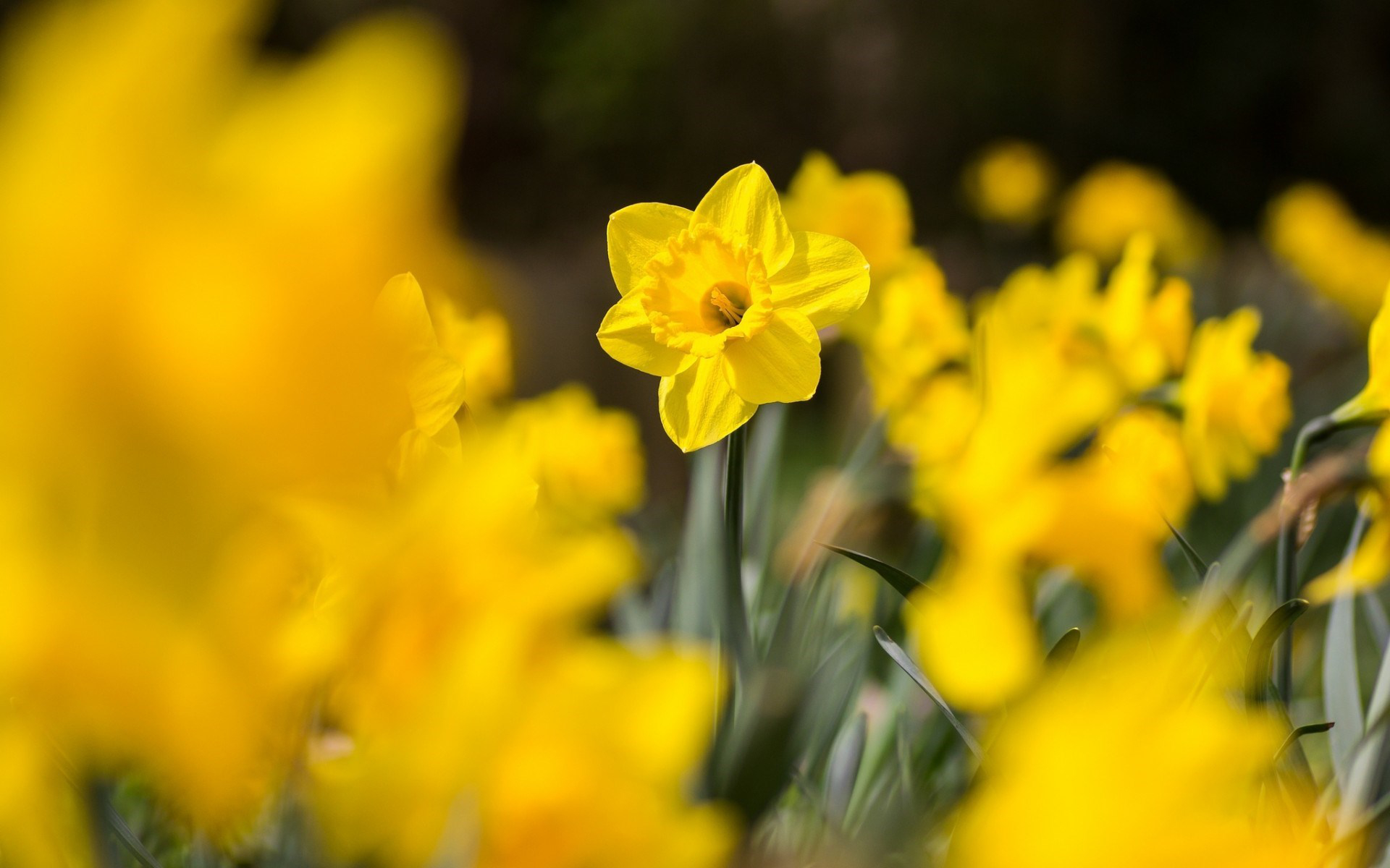 Baixe gratuitamente a imagem Natureza, Flores, Flor, Borrão, Flor Amarela, Terra/natureza, Narcissus na área de trabalho do seu PC