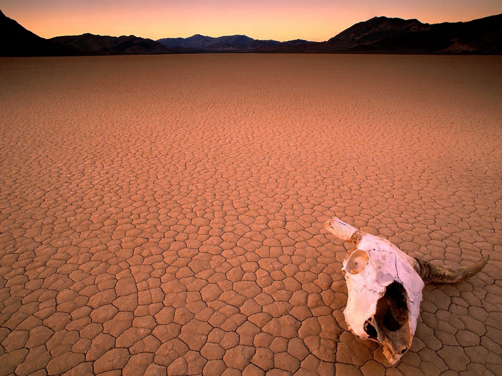 nature, desert, head, bone, skull, drought