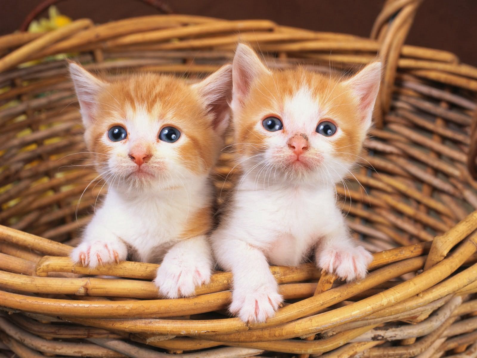 108139 descargar imagen animales, pareja, par, gatitos, mirar: fondos de pantalla y protectores de pantalla gratis