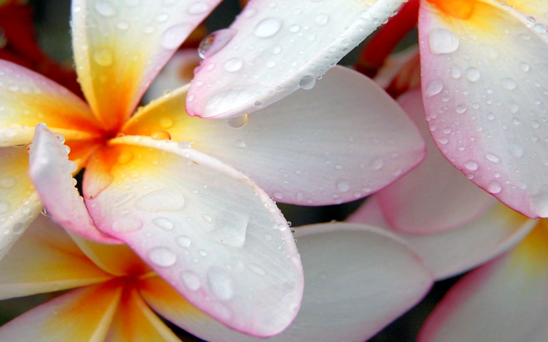 294552 descargar fondo de pantalla tierra/naturaleza, frangipani, flor, gota de agua, flores: protectores de pantalla e imágenes gratis
