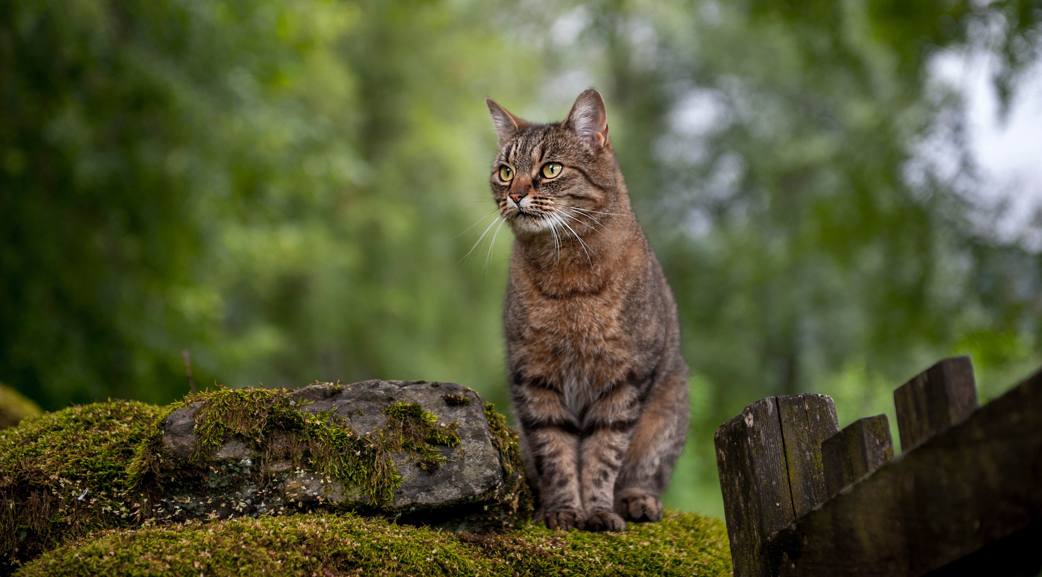 PCデスクトップに動物, ネコ, 猫画像を無料でダウンロード