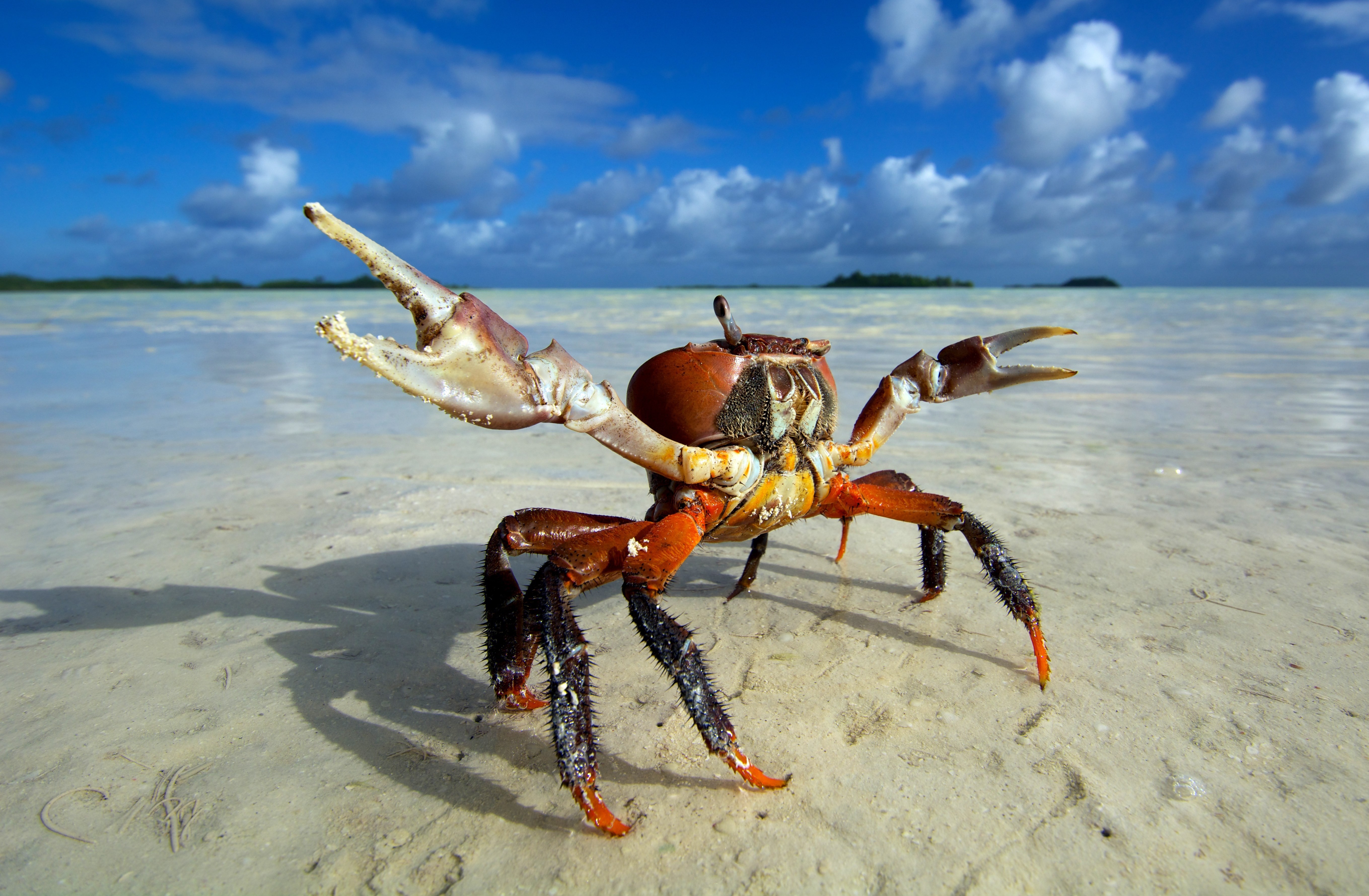 Laden Sie das Tiere, Natur, Sand, Horizont, Ozean, Krabbe-Bild kostenlos auf Ihren PC-Desktop herunter