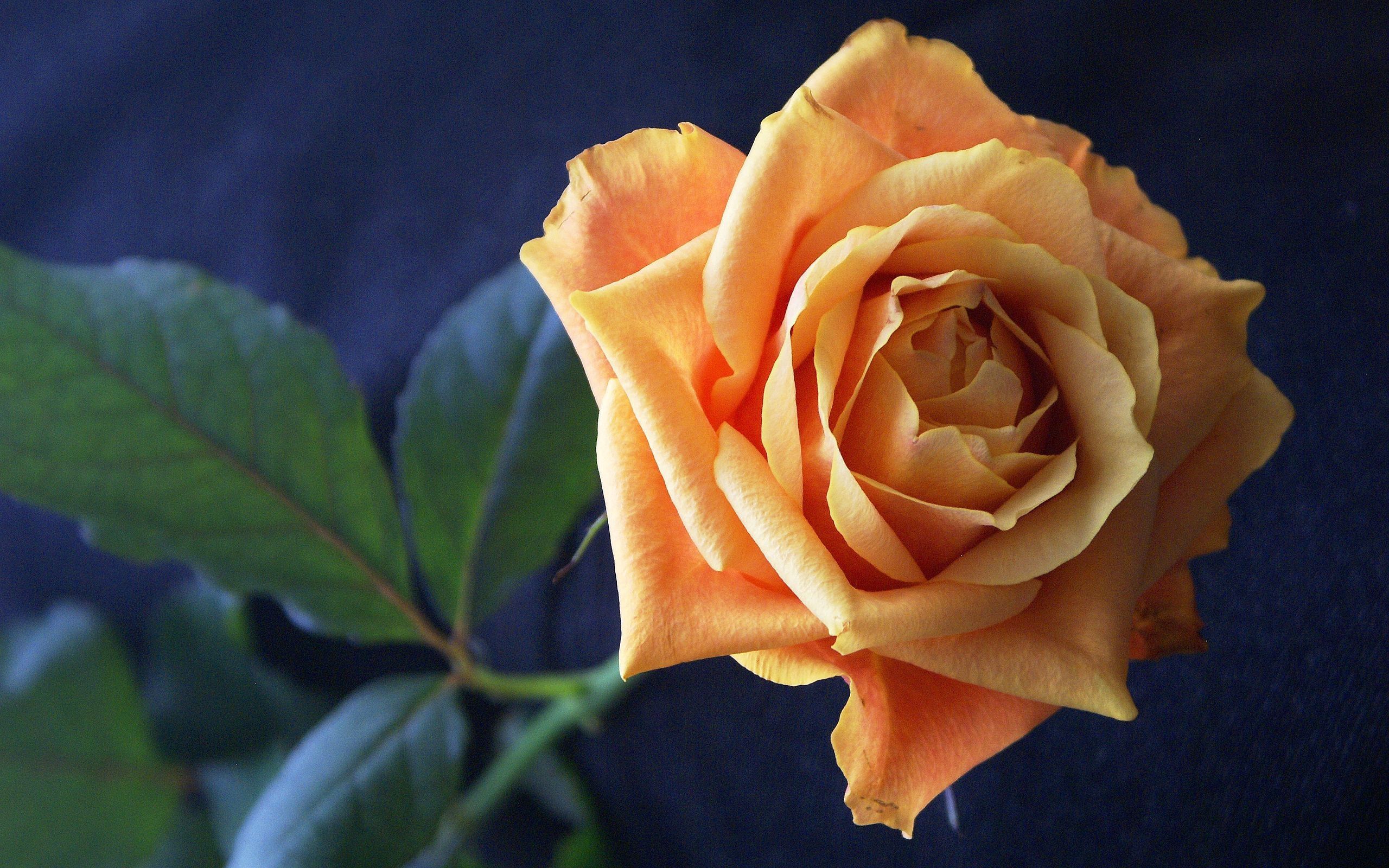 macro, rose flower, rose, petals, bud, stem, stalk Image for desktop