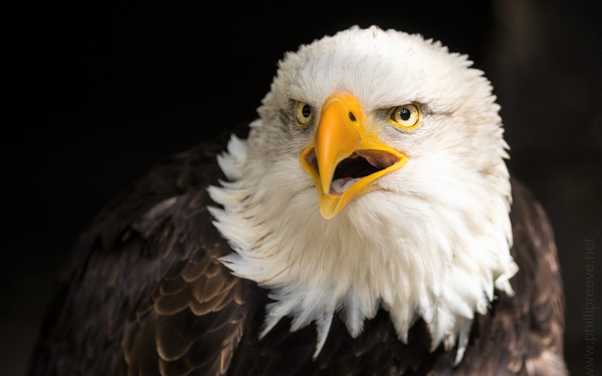 Download mobile wallpaper Birds, Beak, Close Up, Animal, Eagle, Bald Eagle, Bird Of Prey for free.