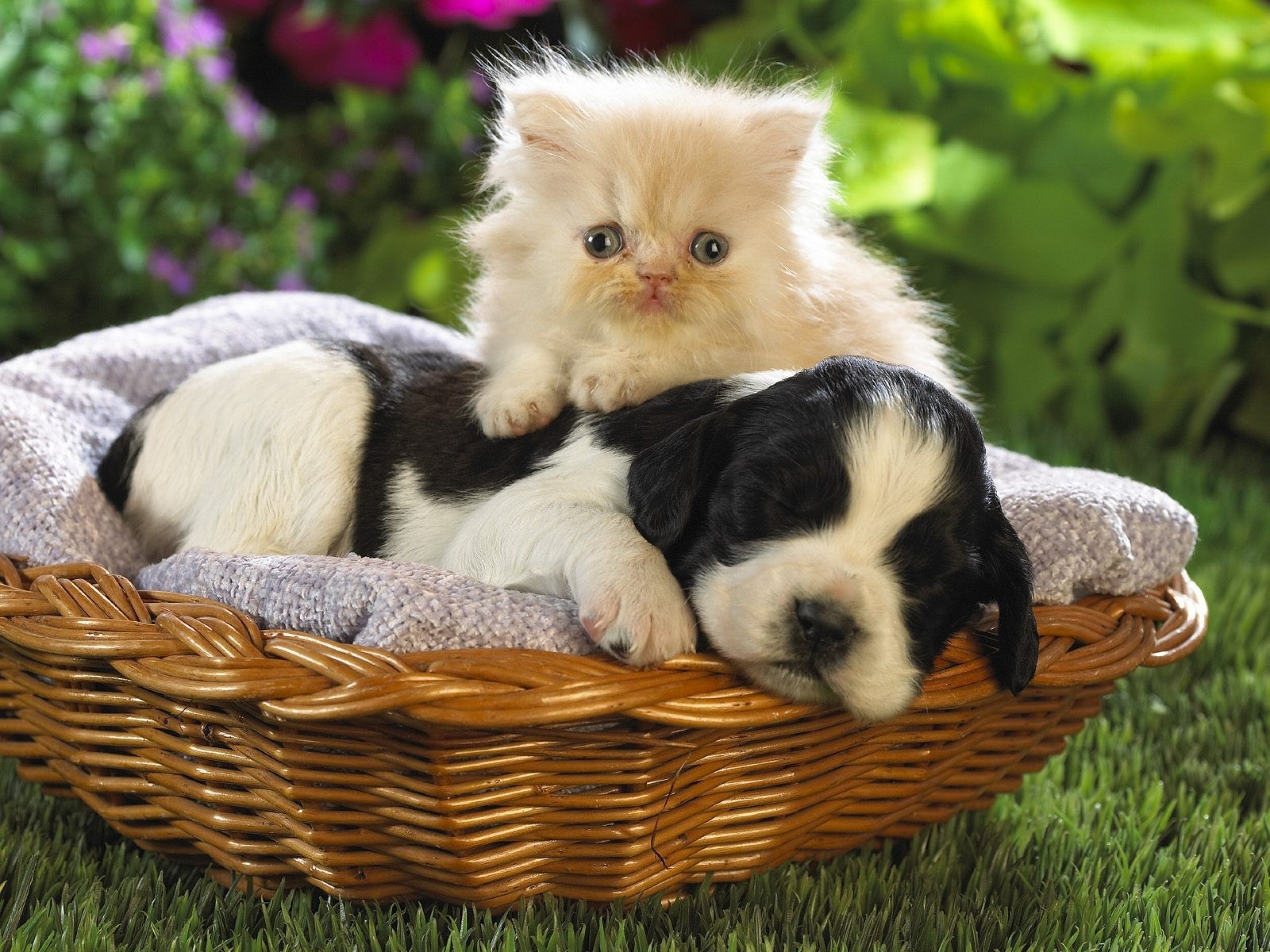 Descarga gratis la imagen Animales, Perro Y Gato en el escritorio de tu PC