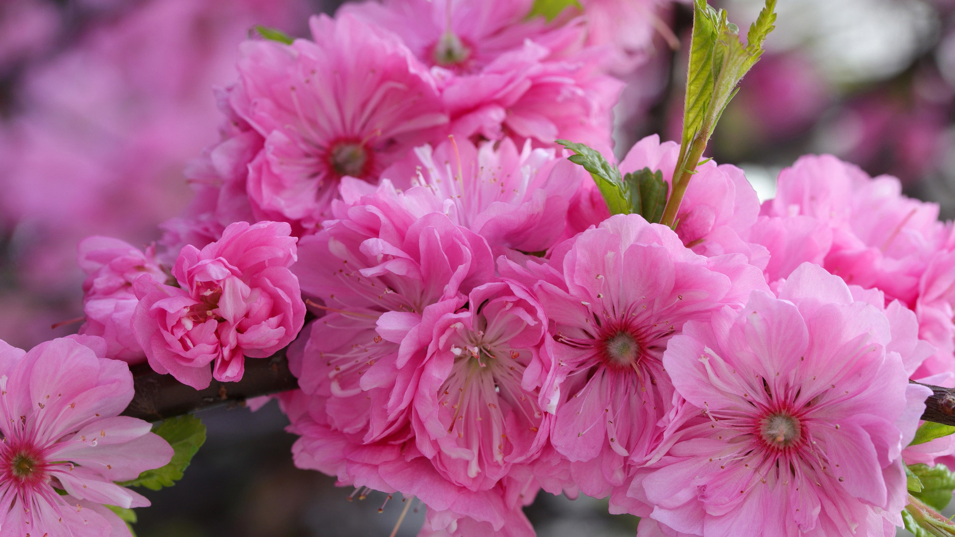 Download mobile wallpaper Sakura, Earth, Pink Flower for free.