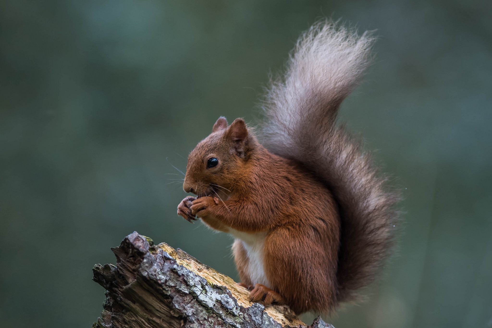 Download mobile wallpaper Squirrel, Animal, Rodent for free.