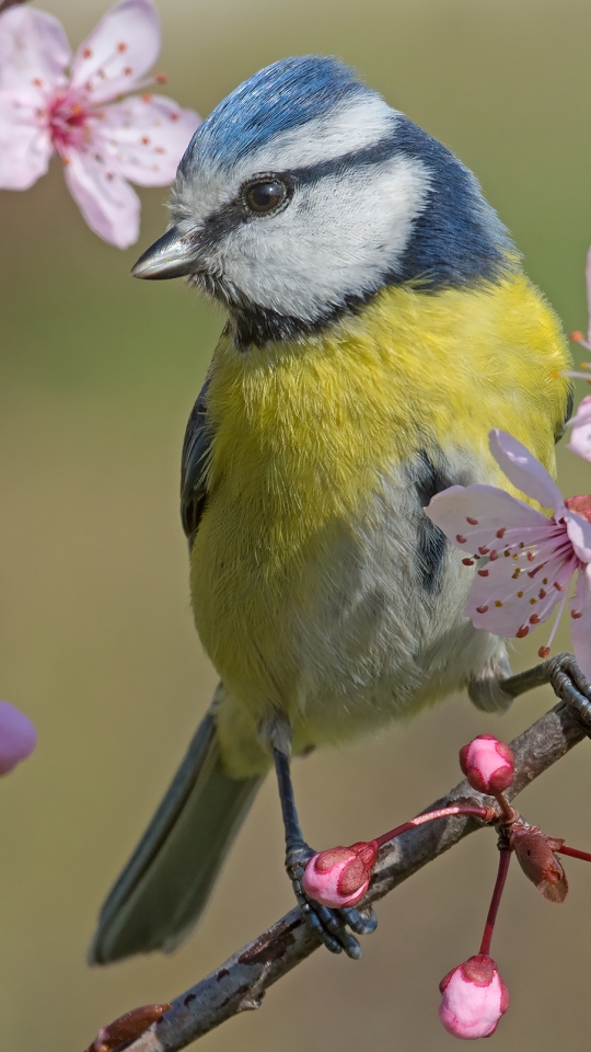 Download mobile wallpaper Birds, Bird, Animal, Titmouse, Blossom for free.