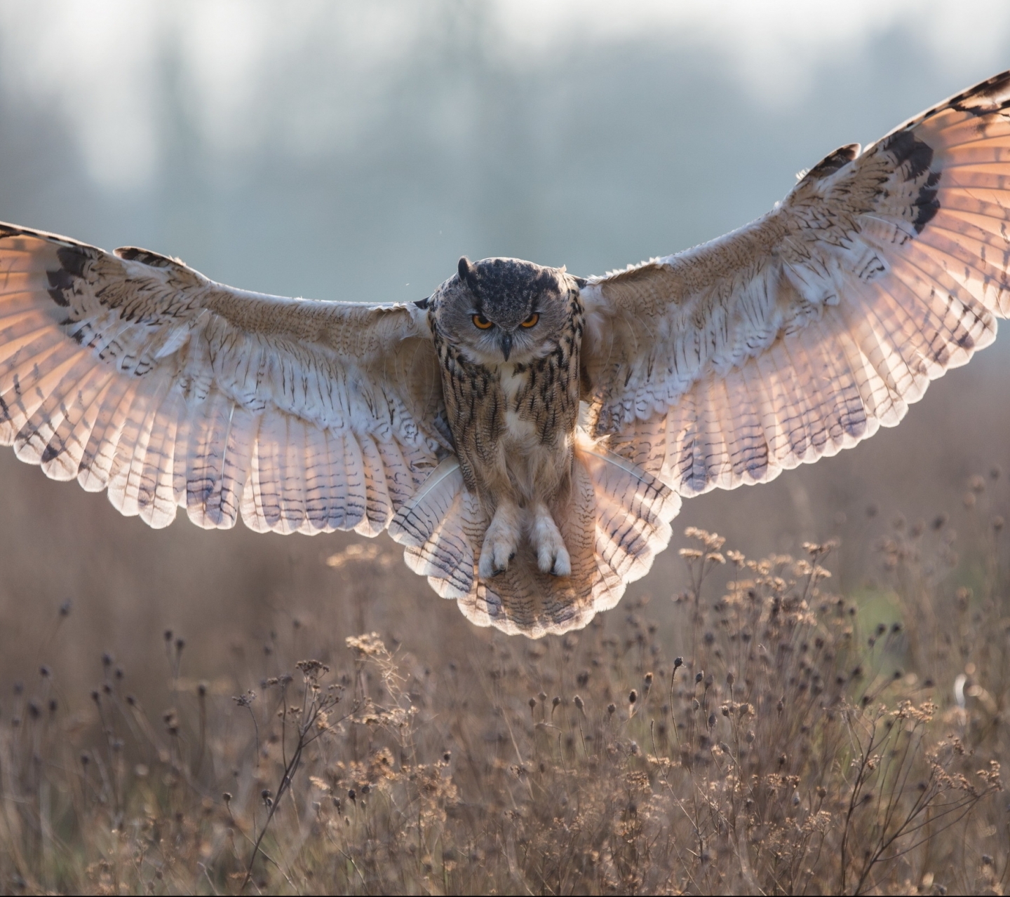 Free download wallpaper Birds, Owl, Animal on your PC desktop