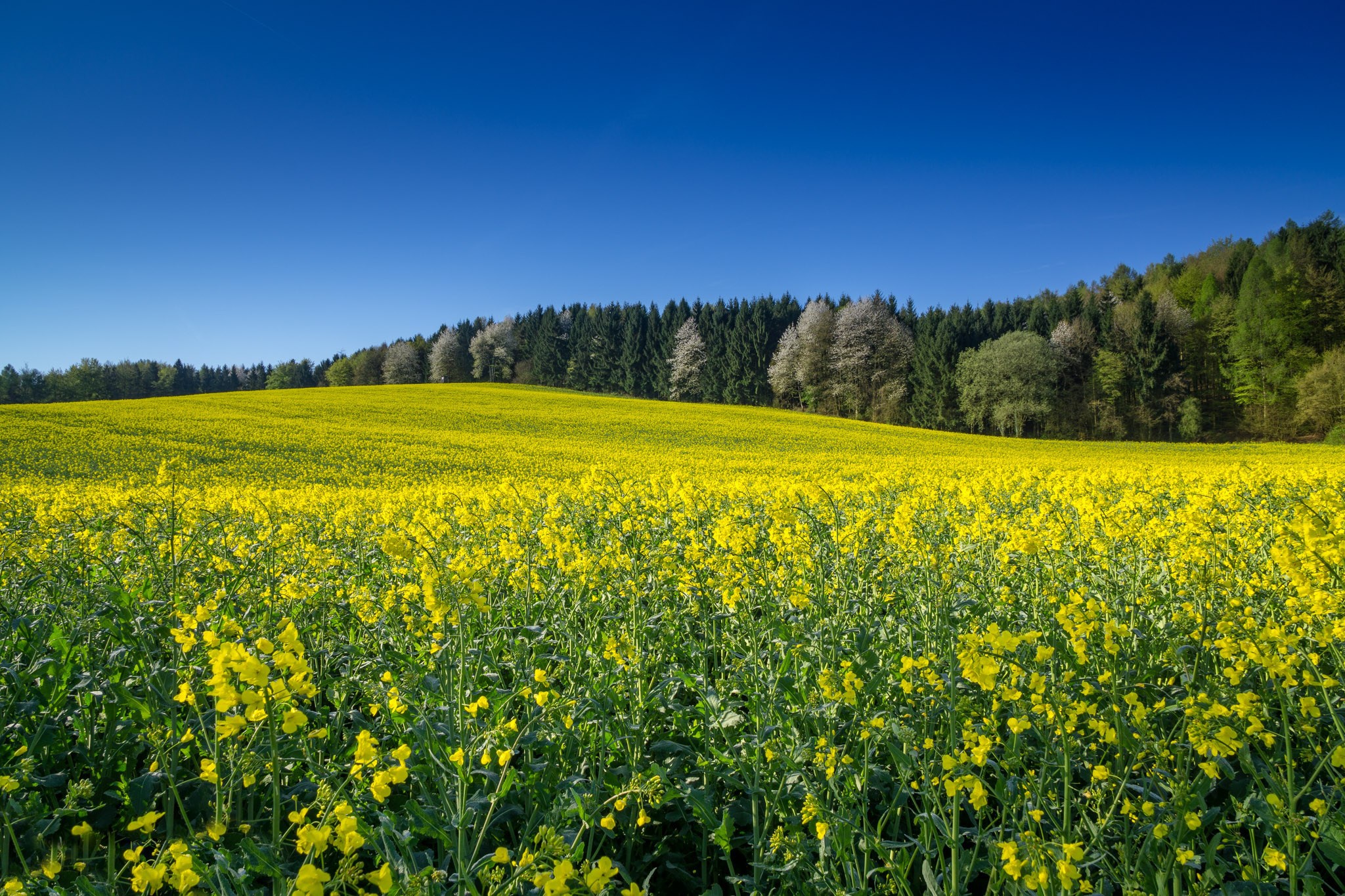 Téléchargez des papiers peints mobile Été, Champ, Fleur Jaune, La Nature, Terre/nature gratuitement.