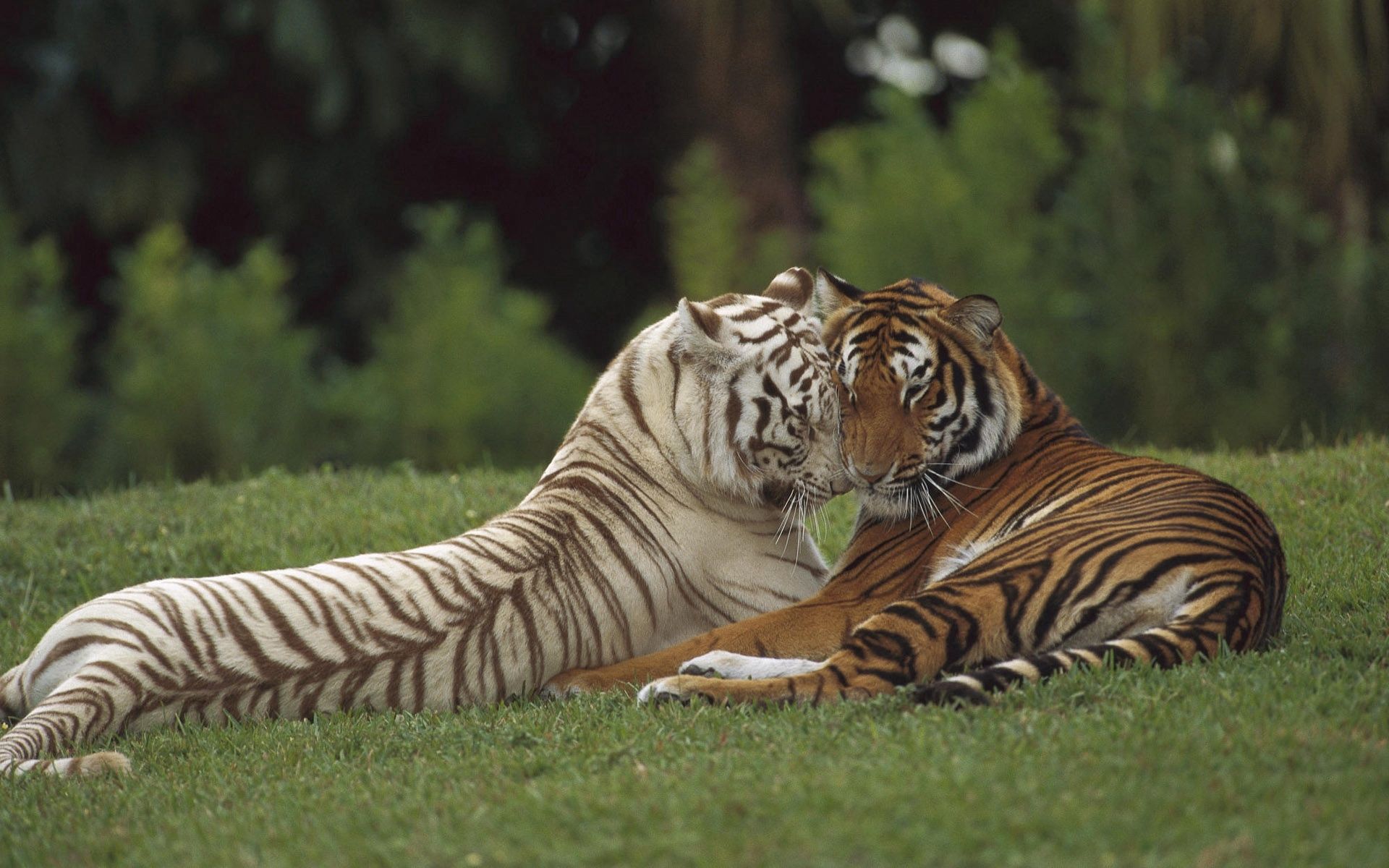 86232 descargar imagen tigre, animales, blanco, pareja, par, cuidado, amursky, amur: fondos de pantalla y protectores de pantalla gratis
