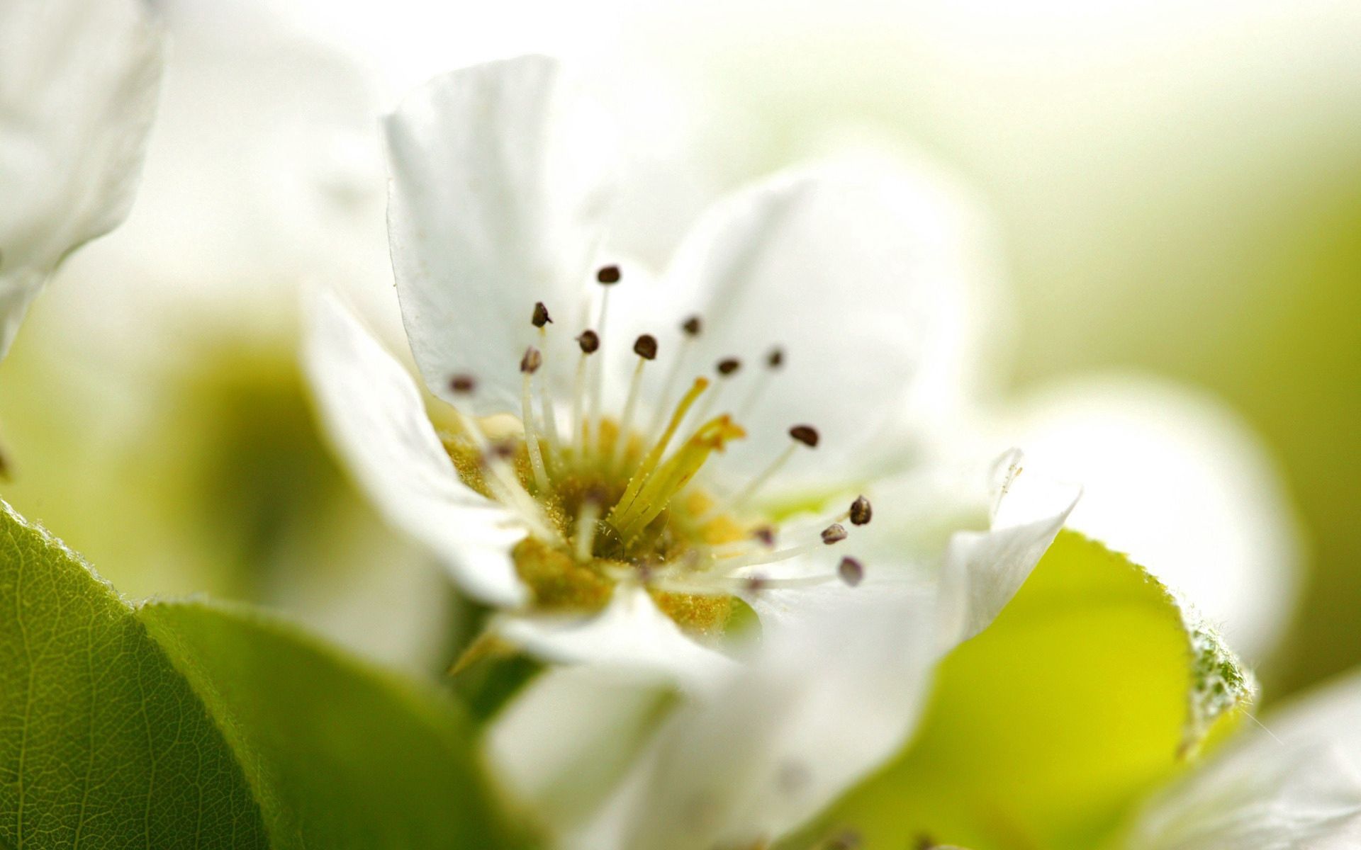 Скачать картинку Белый, Зеленый, Растение, Цветок, Макро, Цветение в телефон бесплатно.