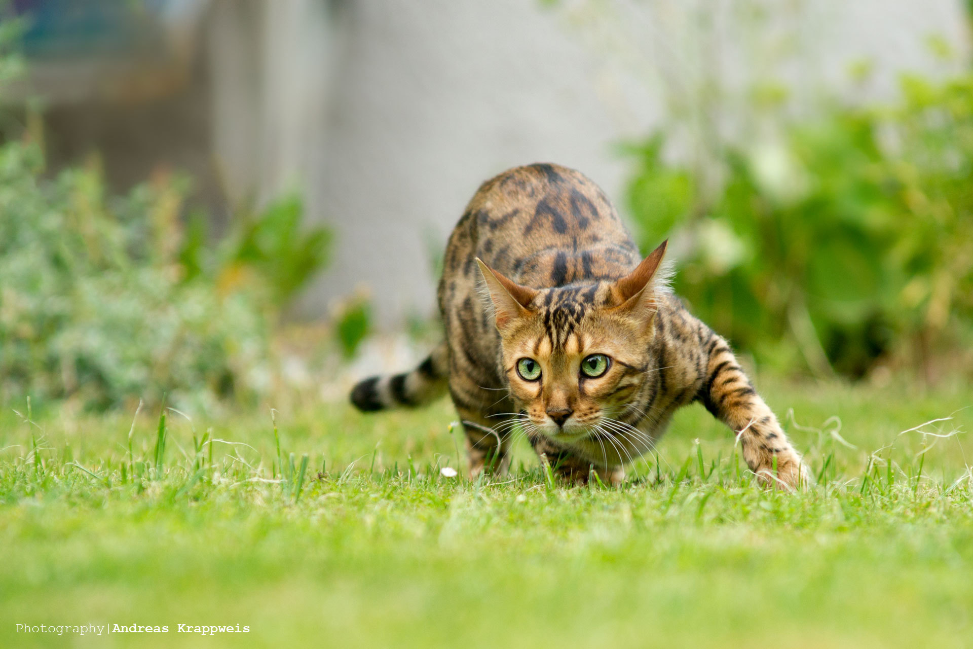 Descarga gratuita de fondo de pantalla para móvil de Animales, Gatos, Gato.