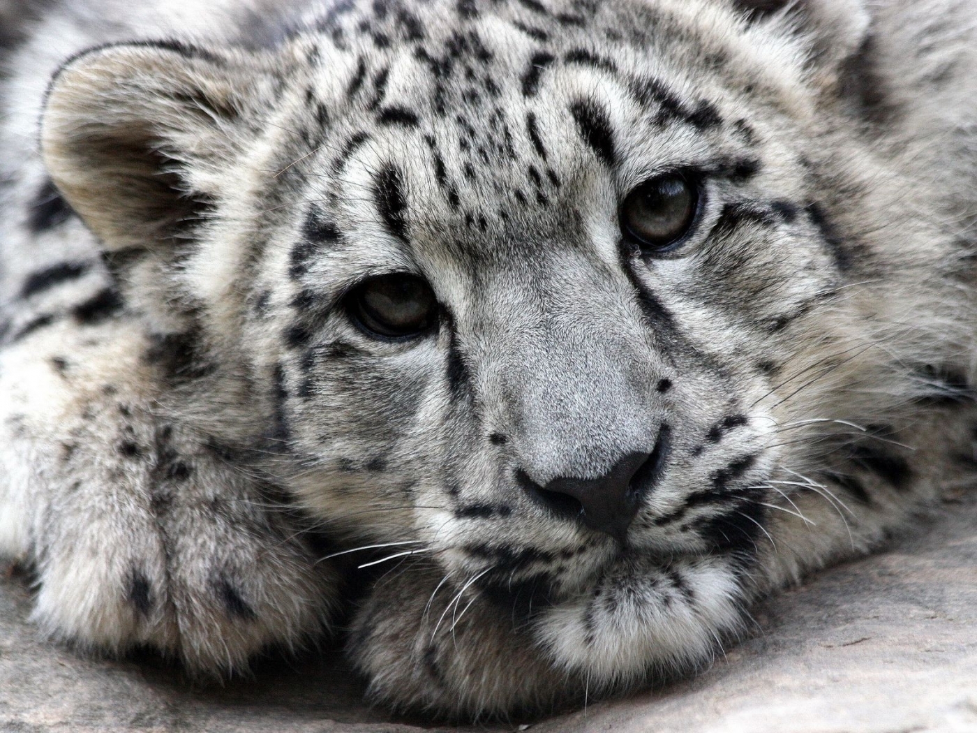 Baixe gratuitamente a imagem Animais, Snow Leopard na área de trabalho do seu PC