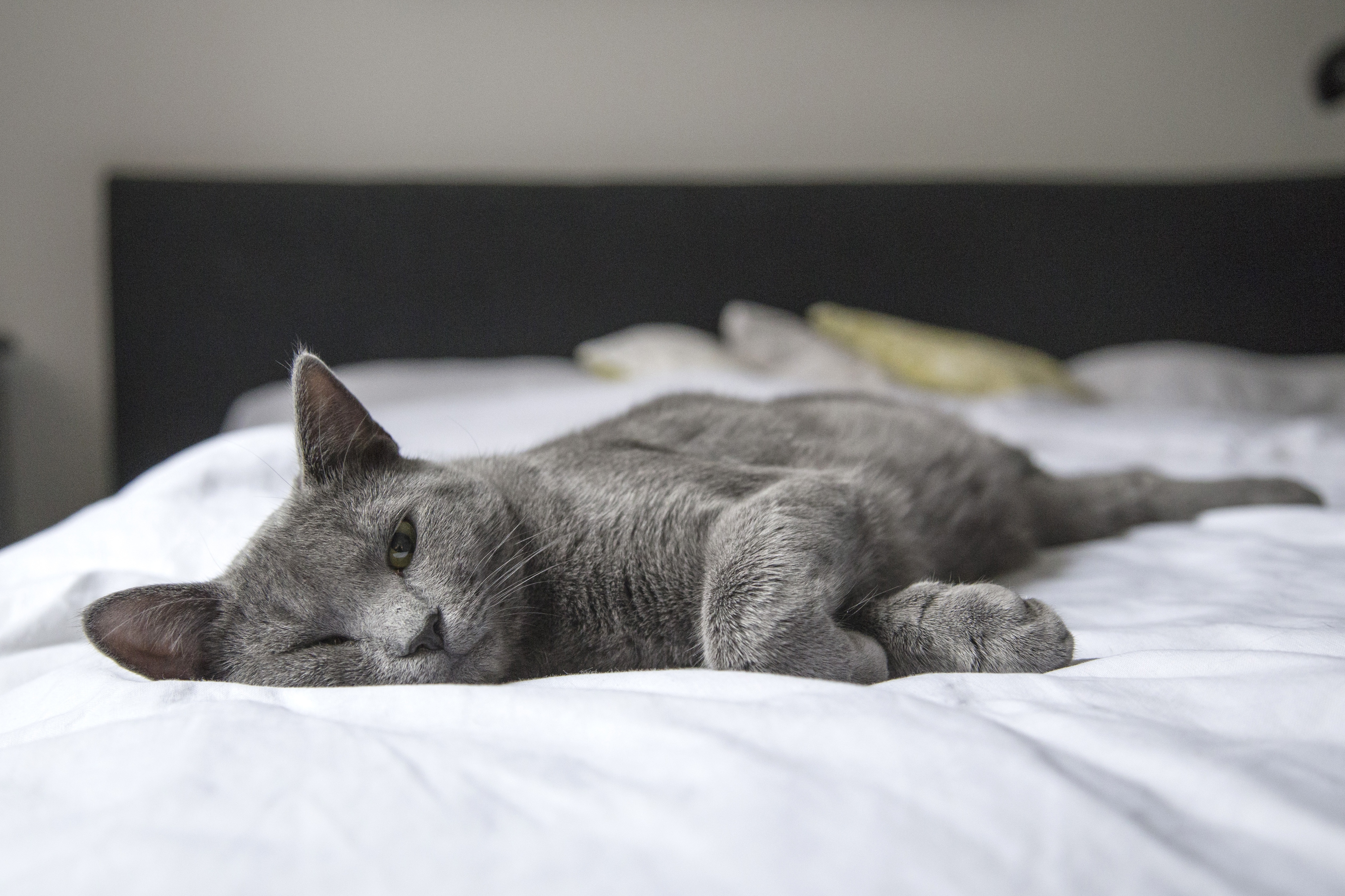 無料モバイル壁紙動物, ネコ, 猫をダウンロードします。