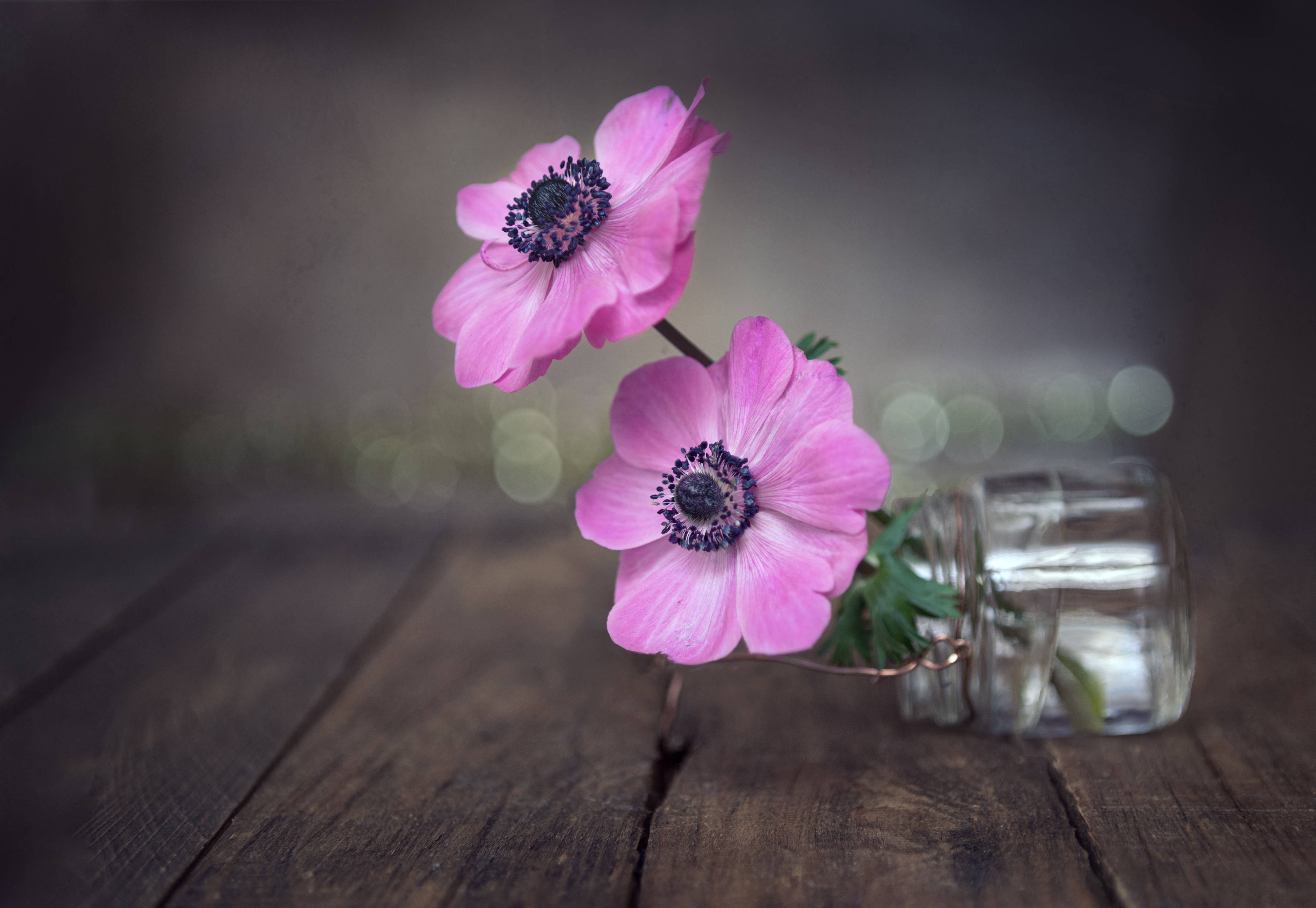 Laden Sie das Blume, Menschengemacht, Windröschen-Bild kostenlos auf Ihren PC-Desktop herunter