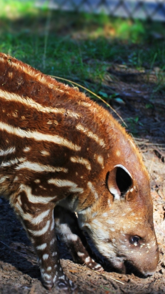 1206623 Hintergrundbild herunterladen tiere, tapir - Bildschirmschoner und Bilder kostenlos