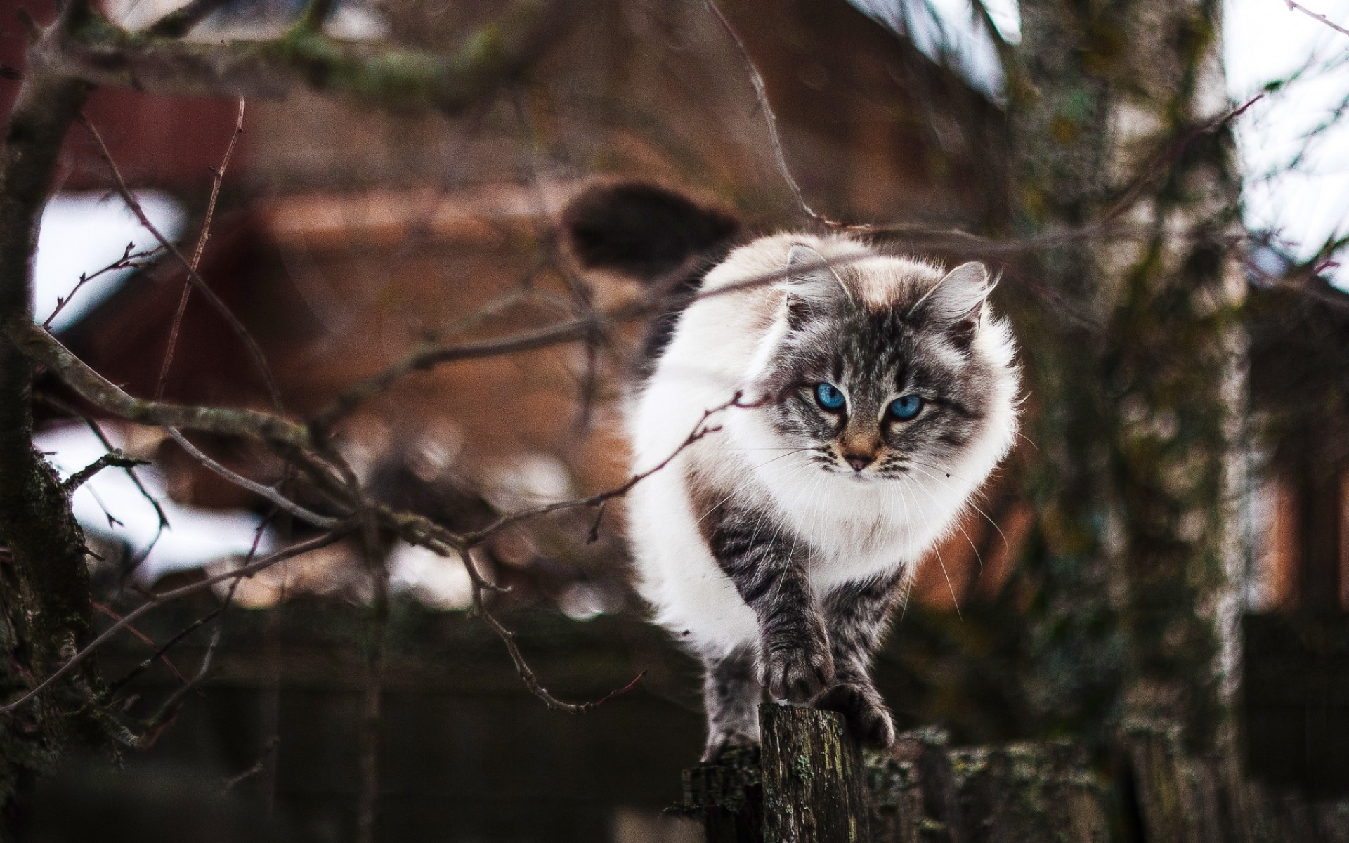 Baixe gratuitamente a imagem Animais, Gatos, Gato na área de trabalho do seu PC